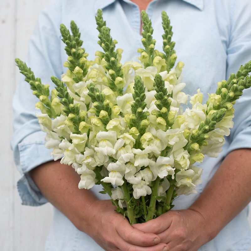 ANTIRRHINUM majus Potomac Ivory