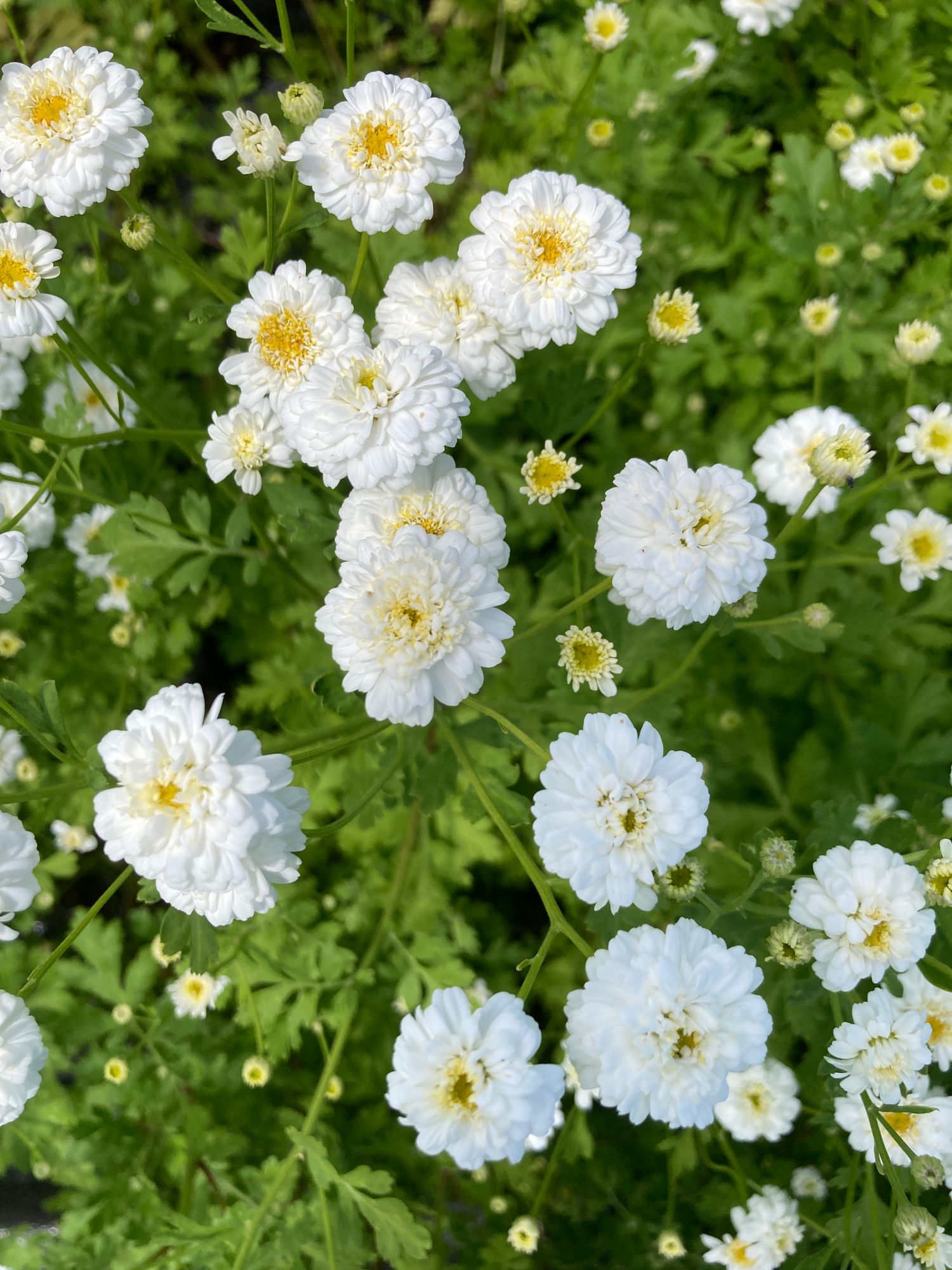 TANACETUM parthenium Tetra