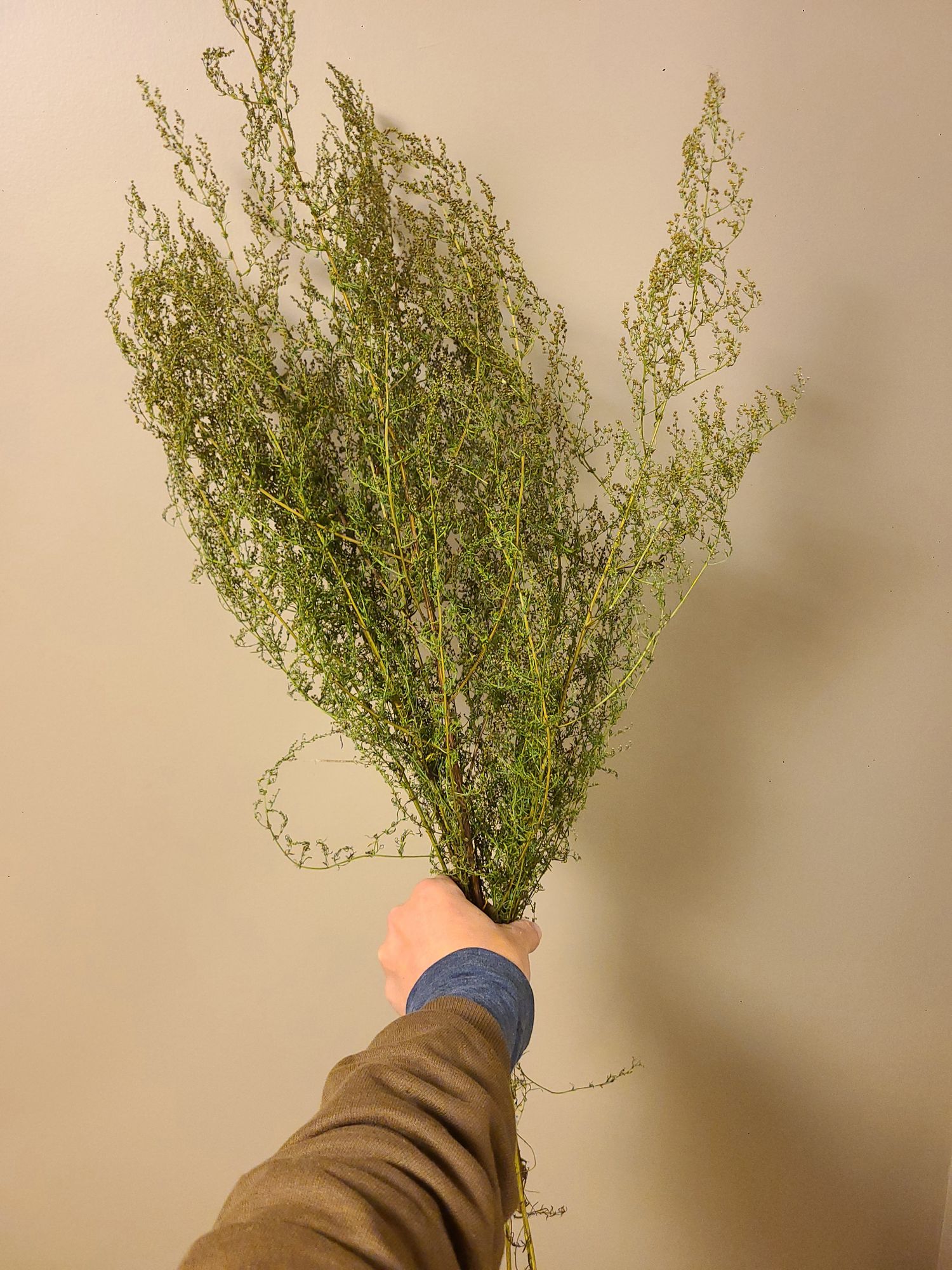 ARTEMISIA annua