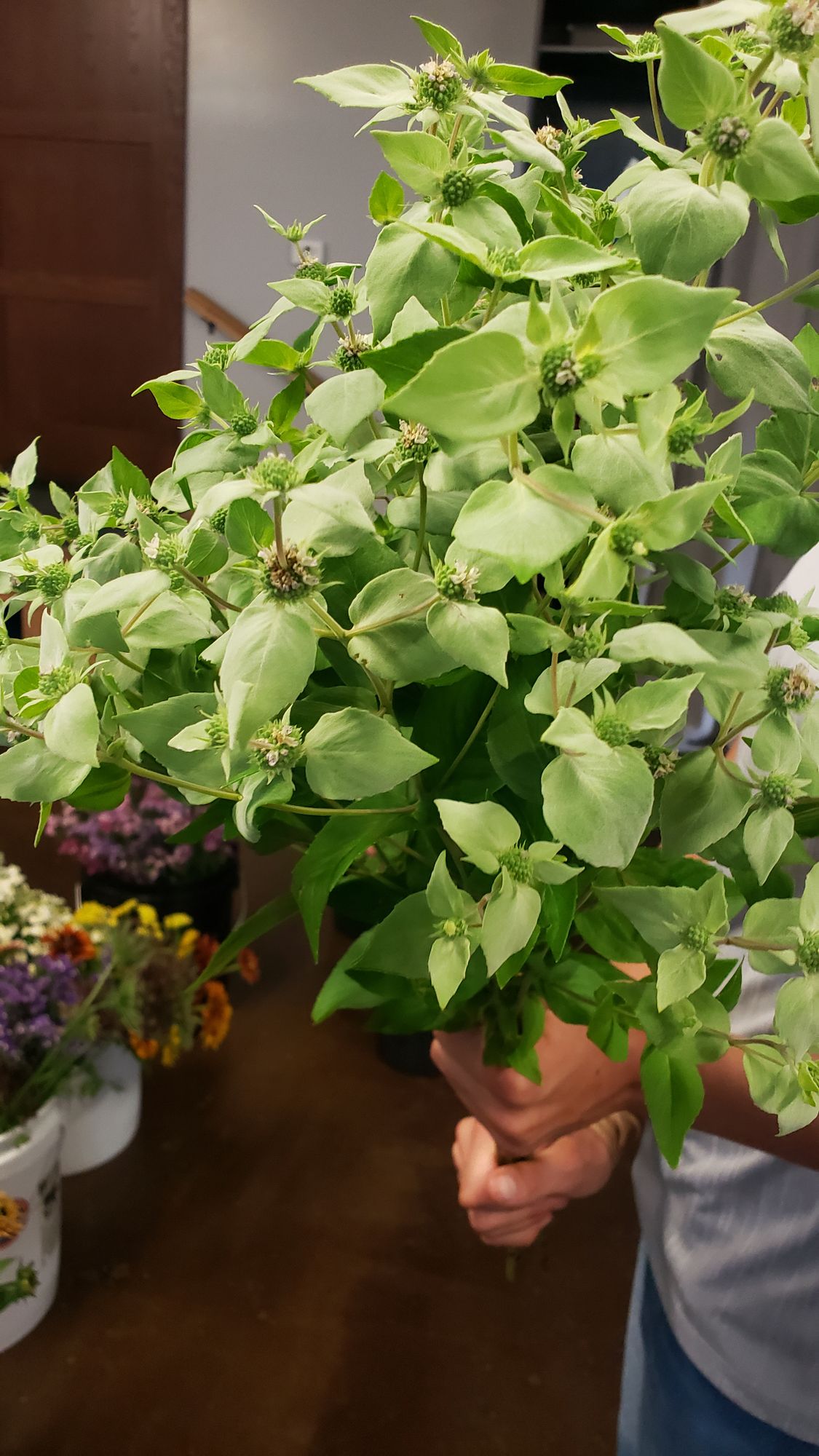 PYCNANTHEMUM muticum
