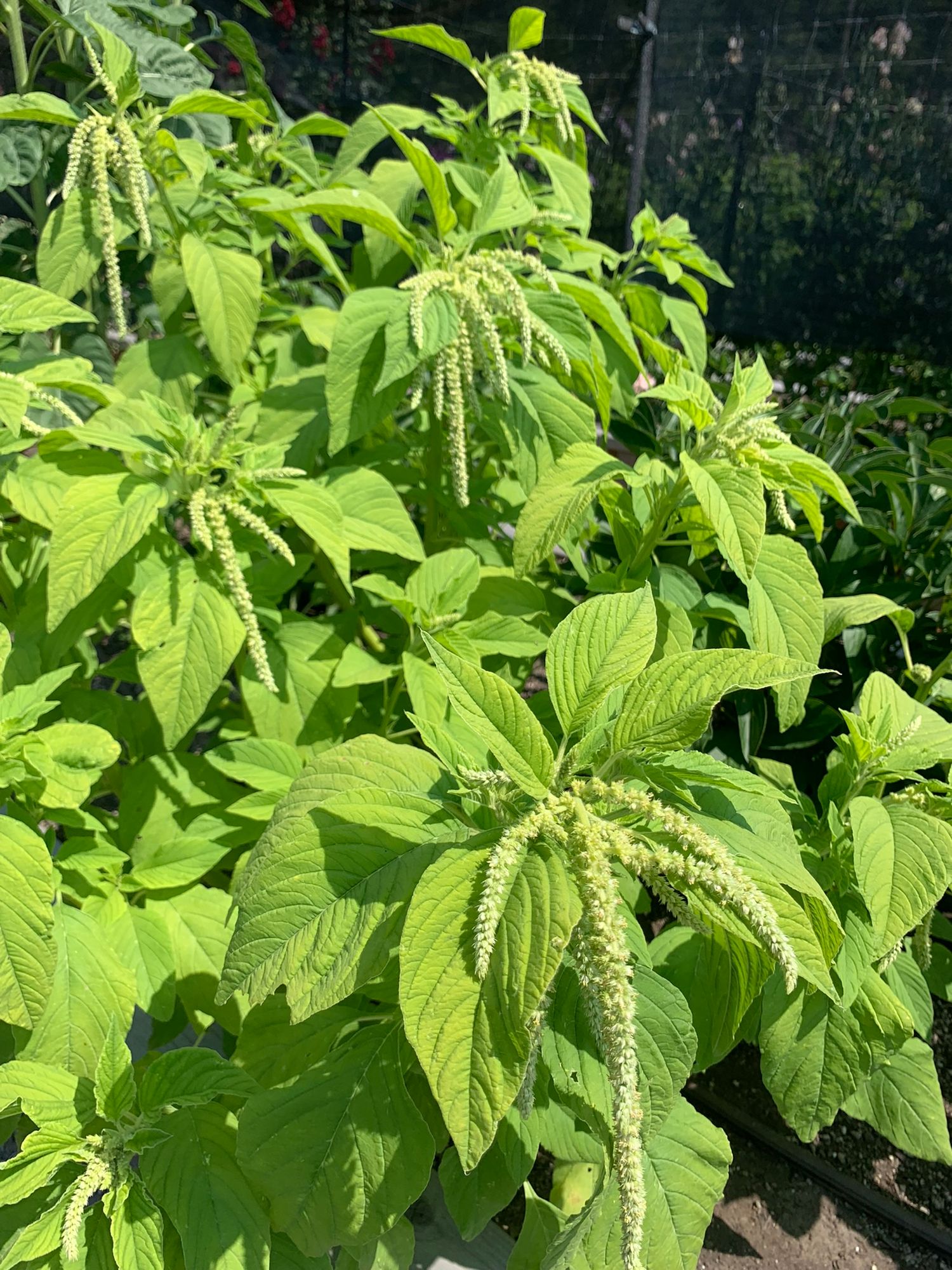 AMARANTHUS caudatus Emerald Tassles