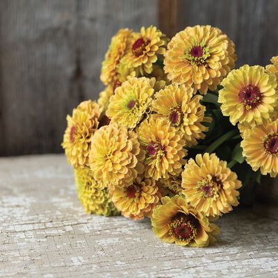 ZINNIA elegans Queeny Lemon Peach