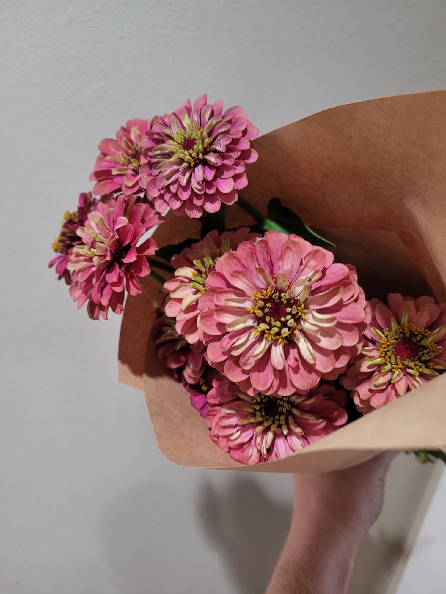 ZINNIA elegans Queeny Series