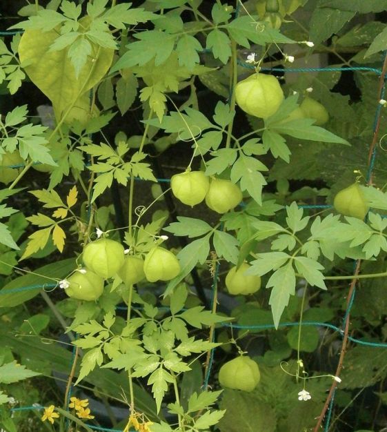 CARDIOSPERMUM halicacabum