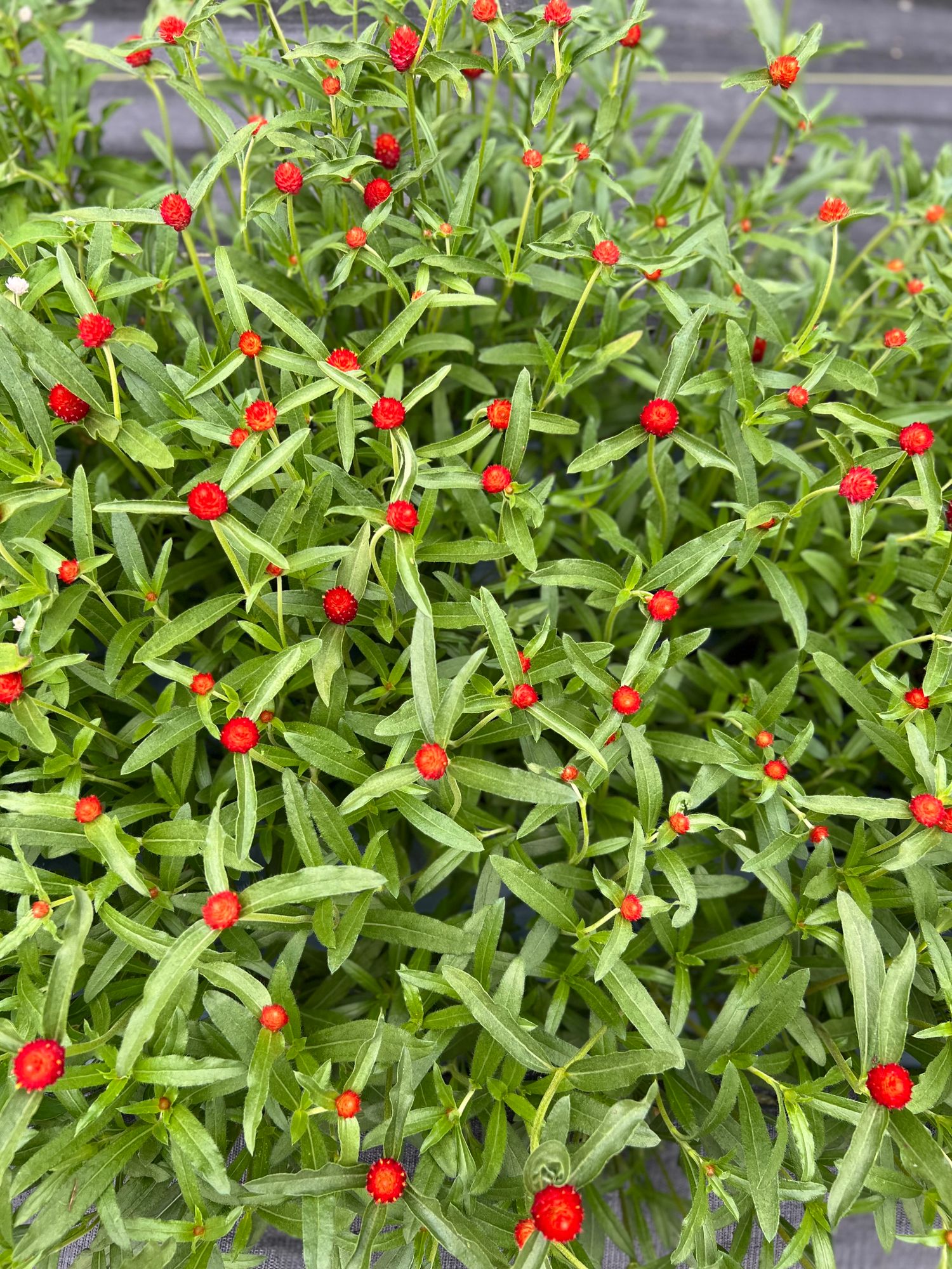 GOMPHRENA haageana Strawberry Fields