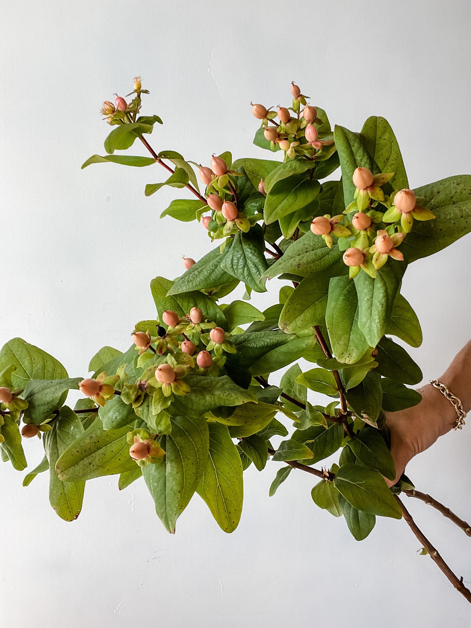 HYPERICUM androsaemum