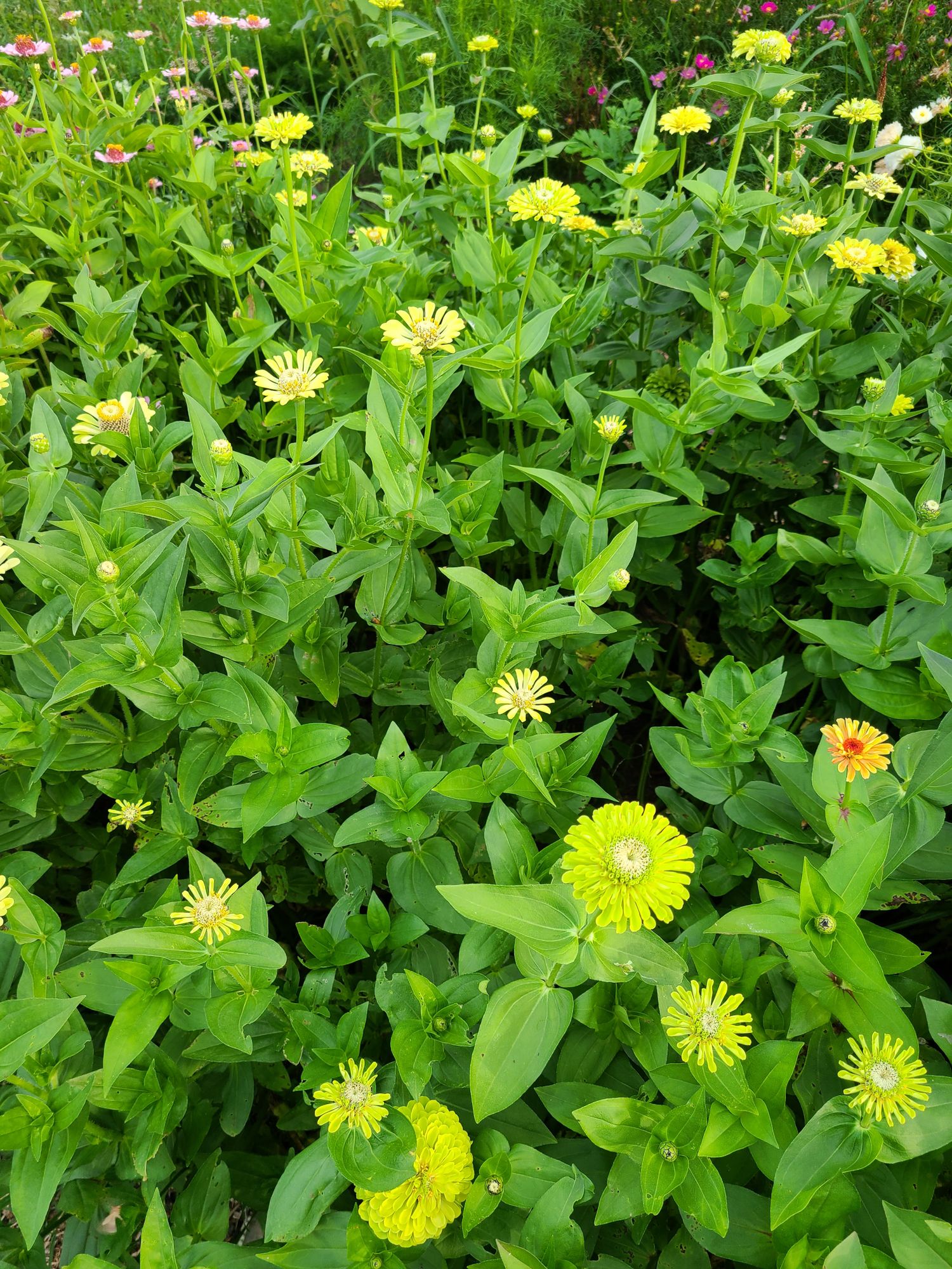 ZINNIA elegans Benarys Giant