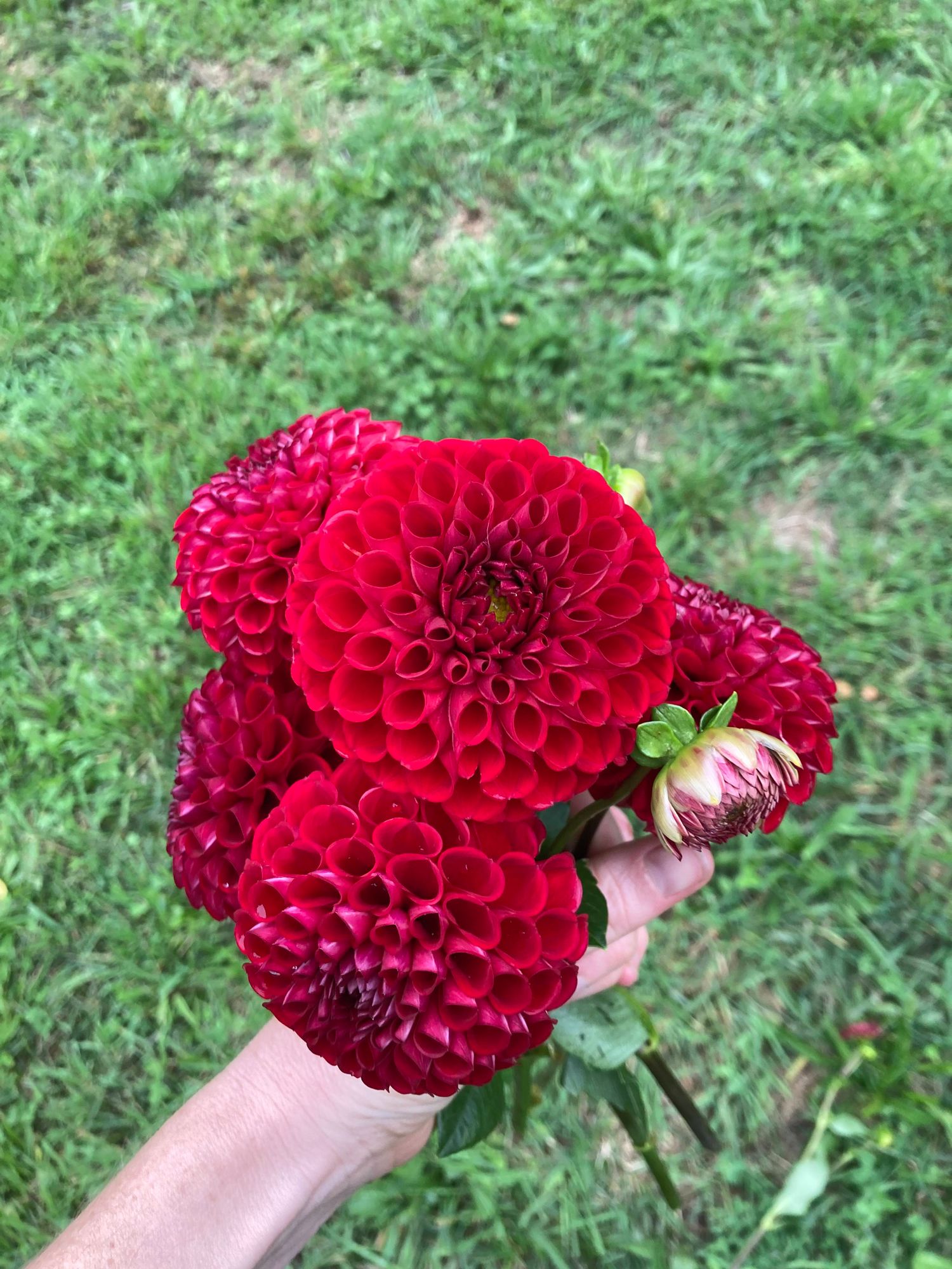 DAHLIA Cornel