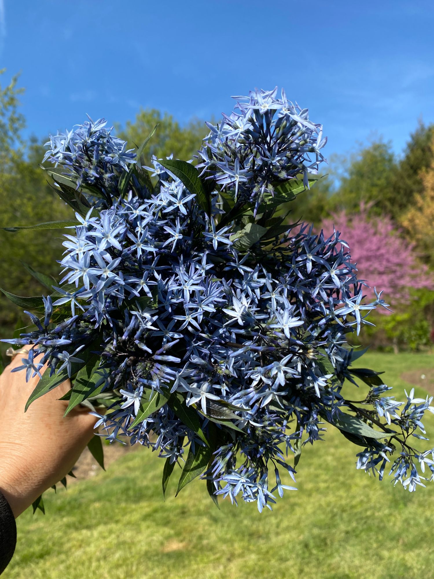 AMSONIA tabernaemontana