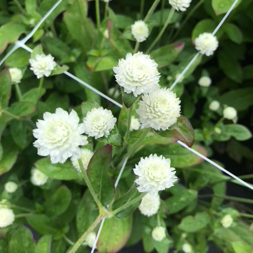 GOMPHRENA haageana