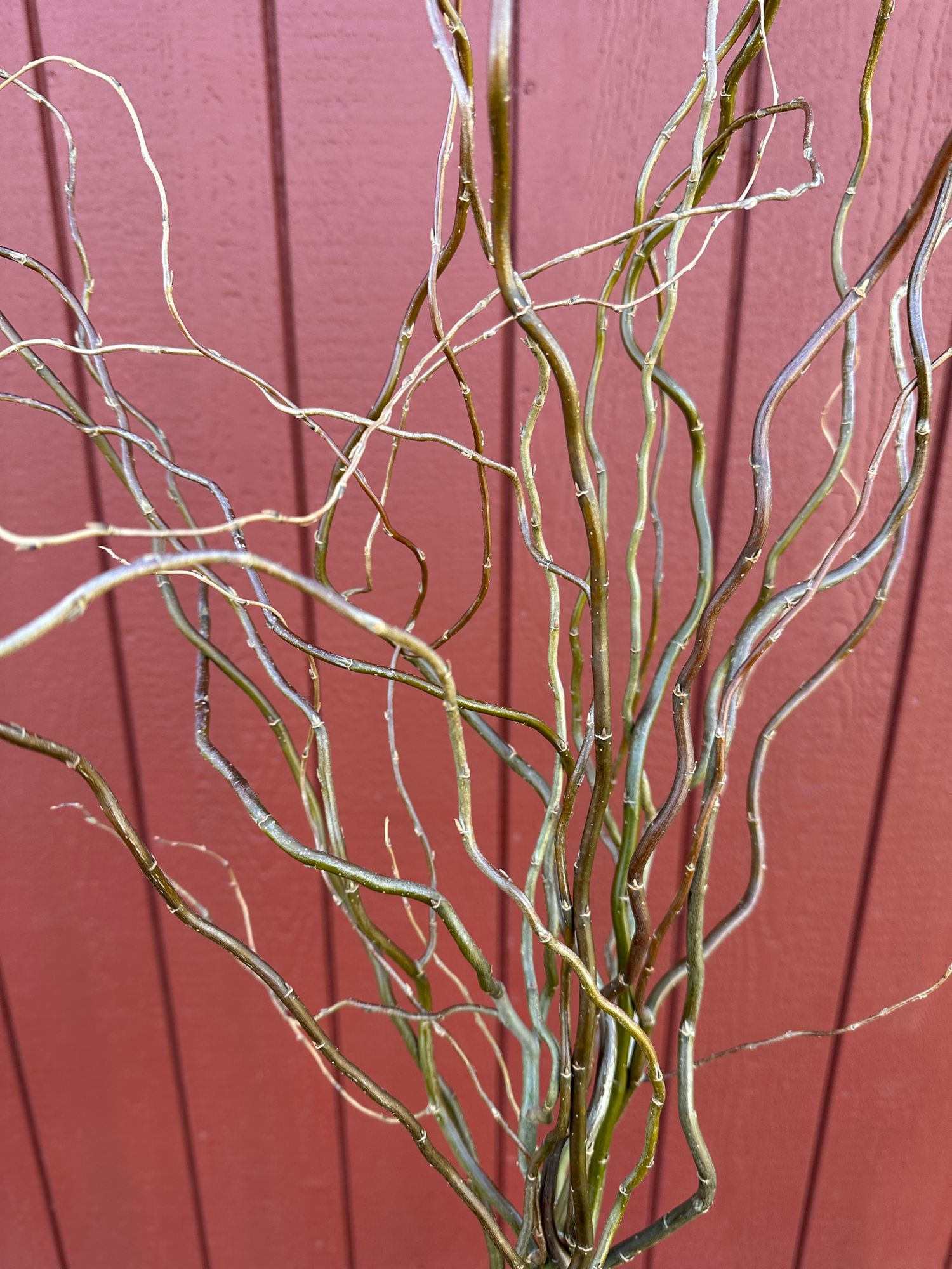 SALIX matsudana var. tortuosa