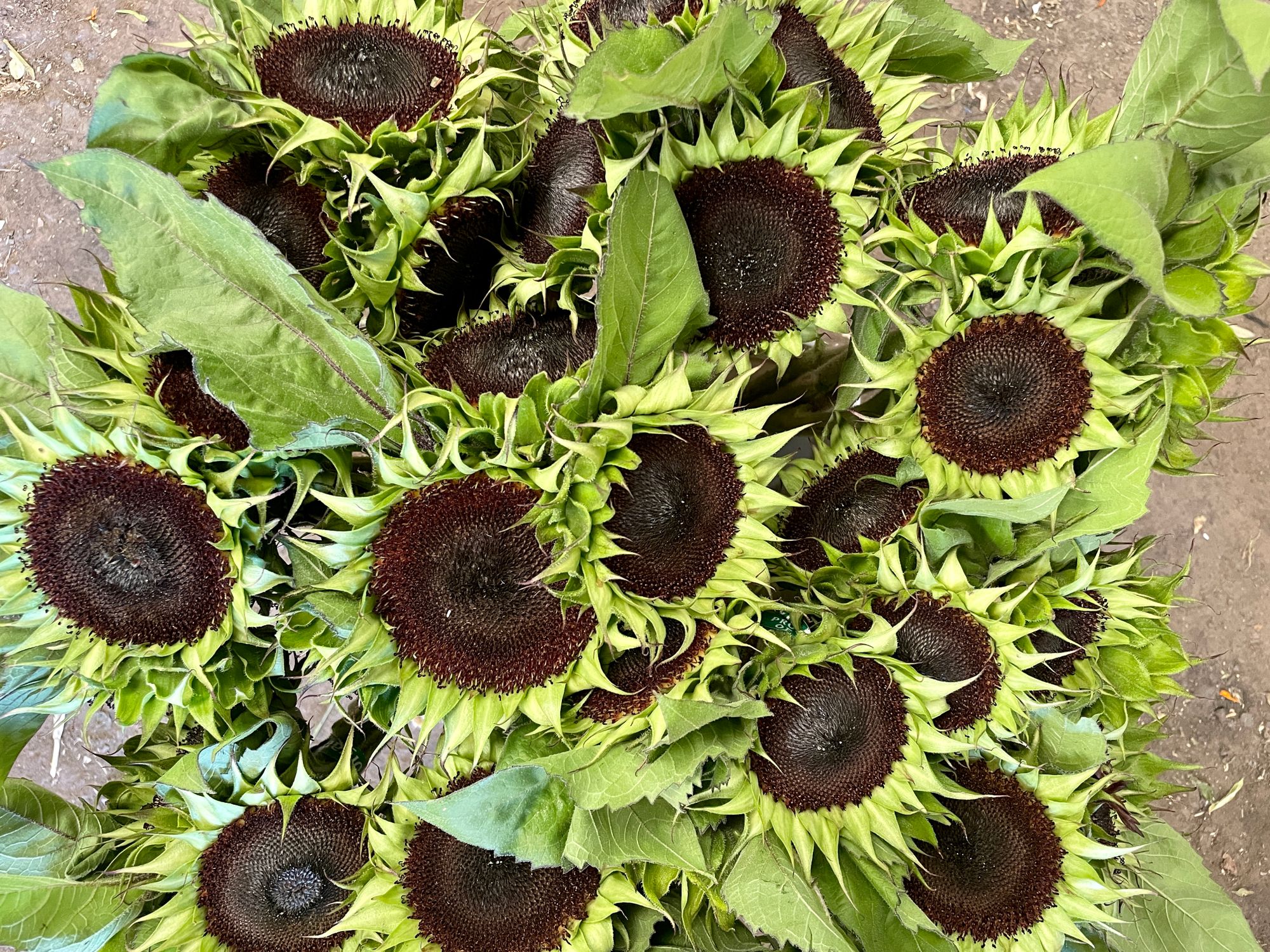 HELIANTHUS