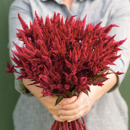 CELOSIA argentea spicata Celway Red