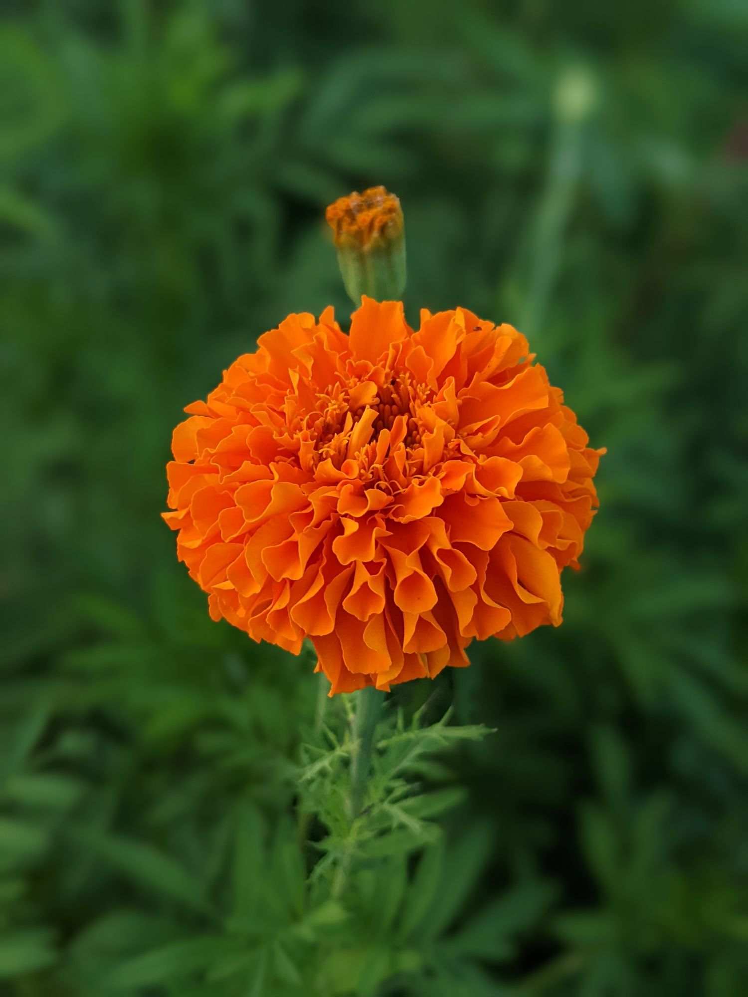 TAGETES erecta