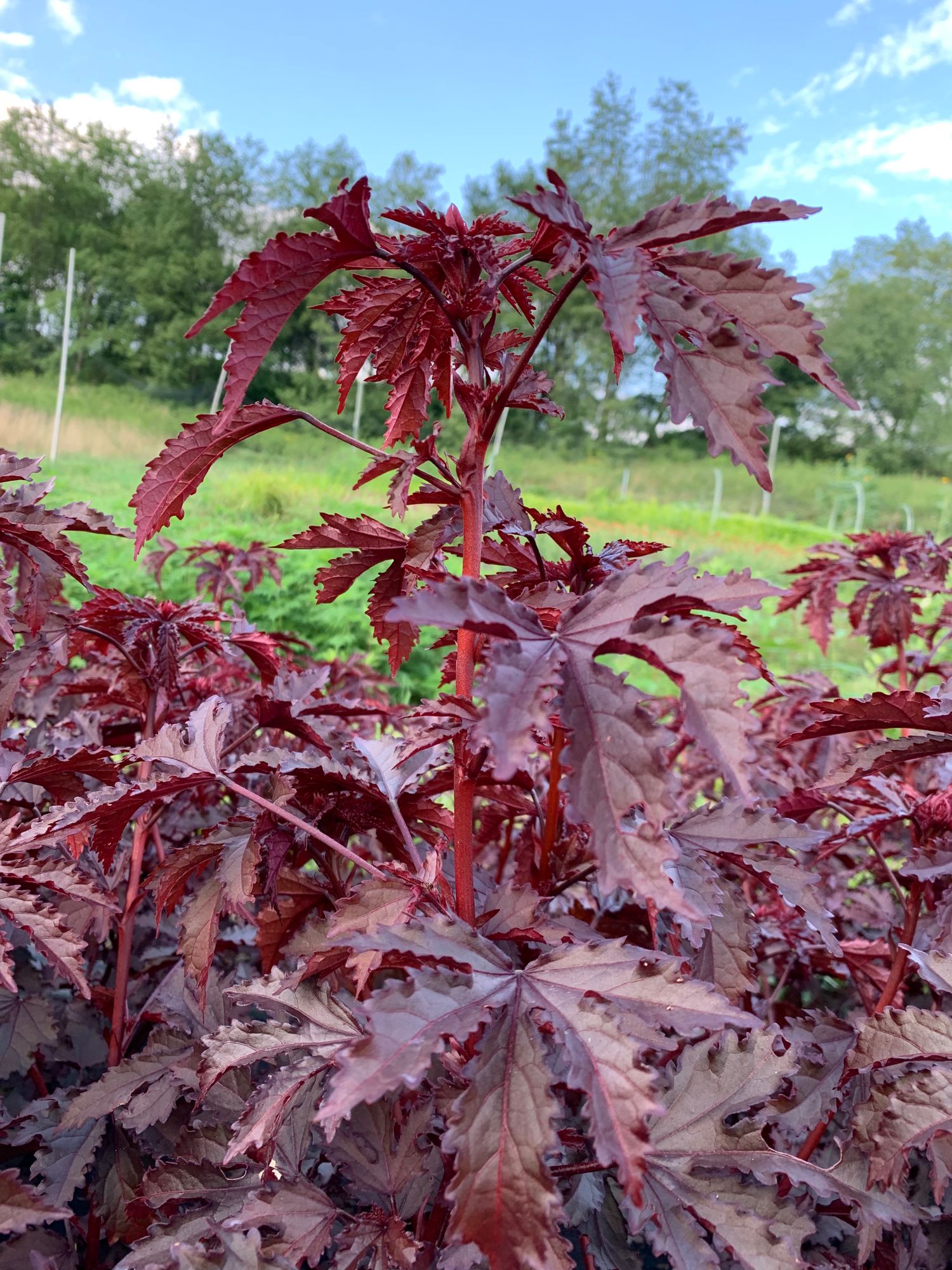 HIBISCUS acetosella