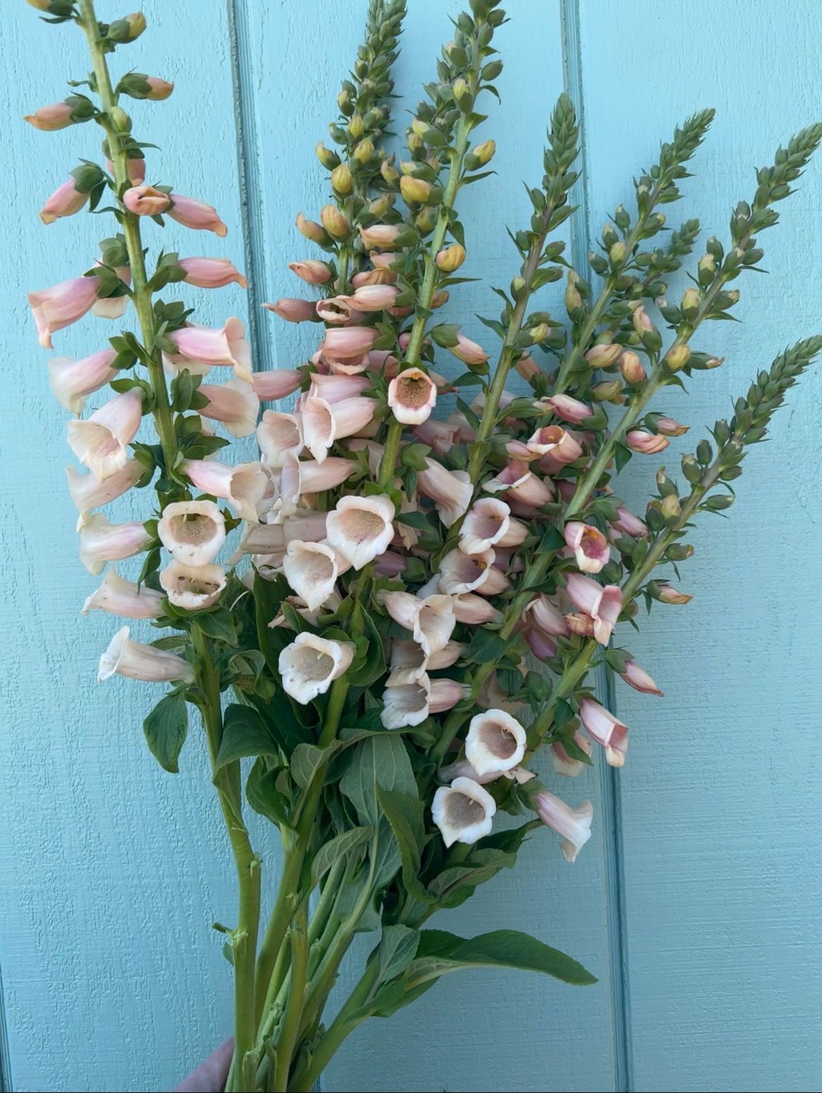 DIGITALIS purpurea Dalmatian Peach