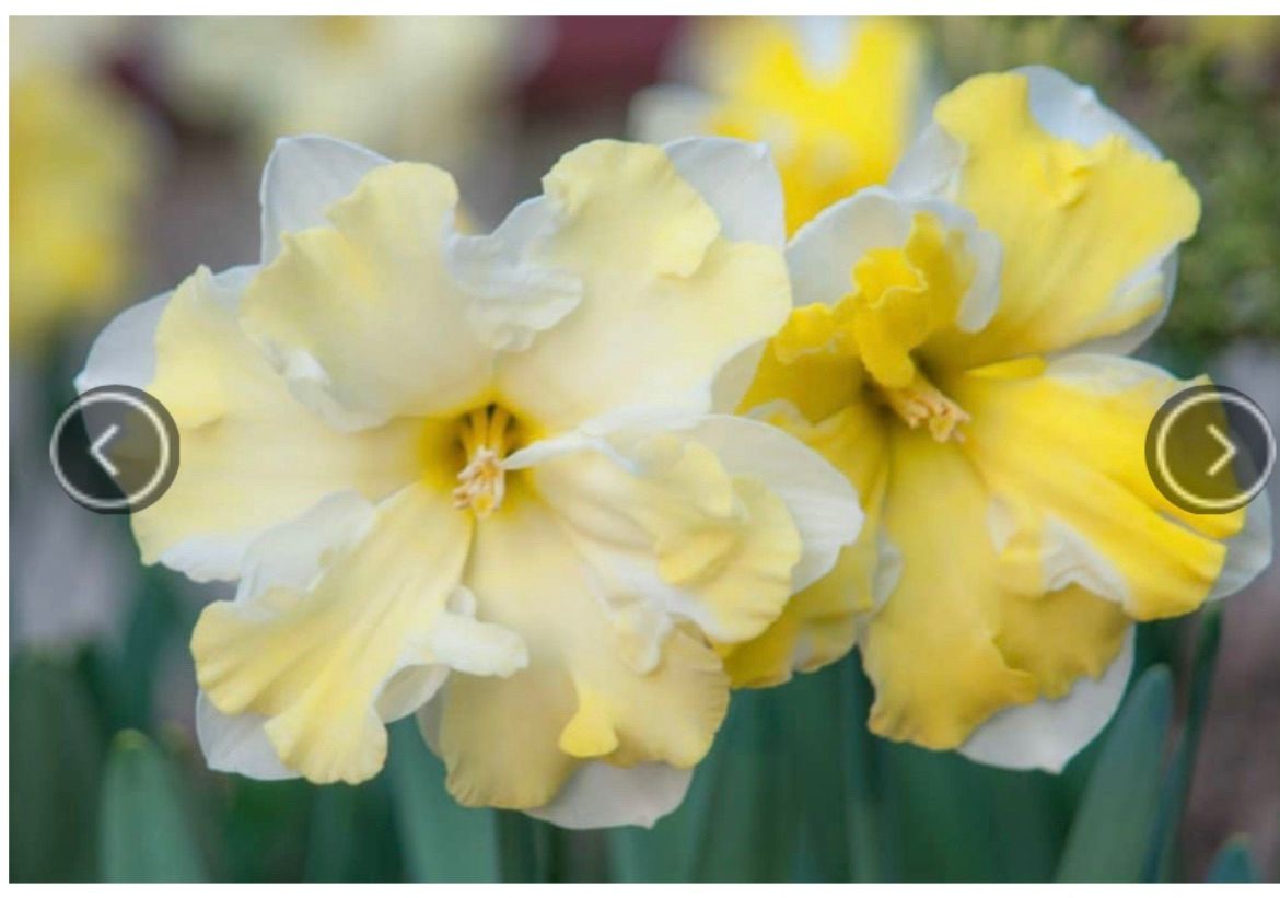 NARCISSUS Cassata