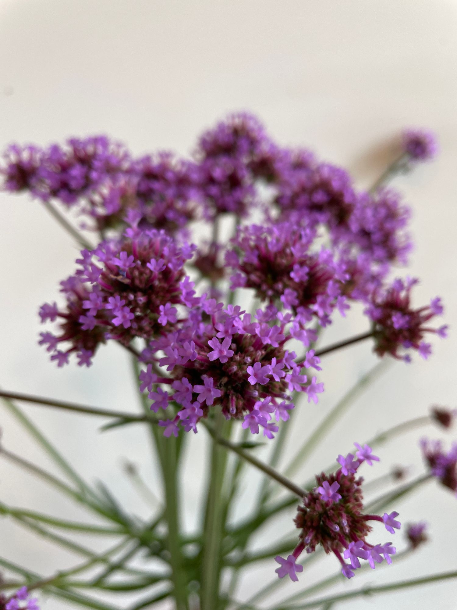 VERBENA bonariensis