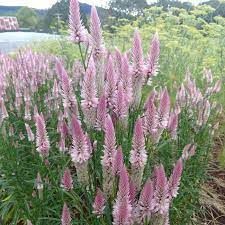 CELOSIA argentea spicata Flamingo Feather