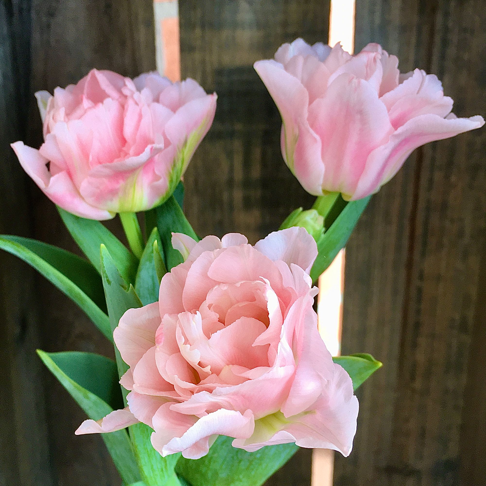 TULIPA Dreamer