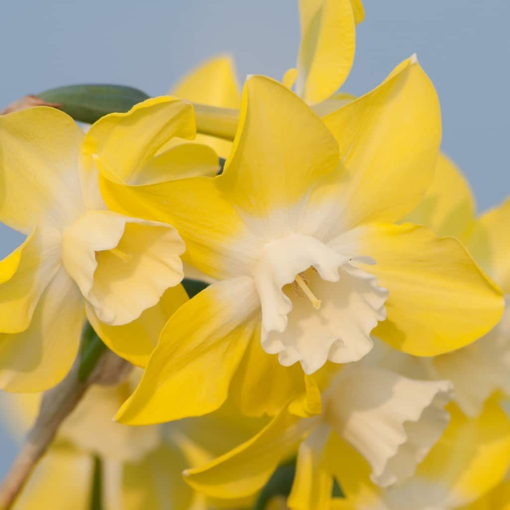 NARCISSUS Pipit