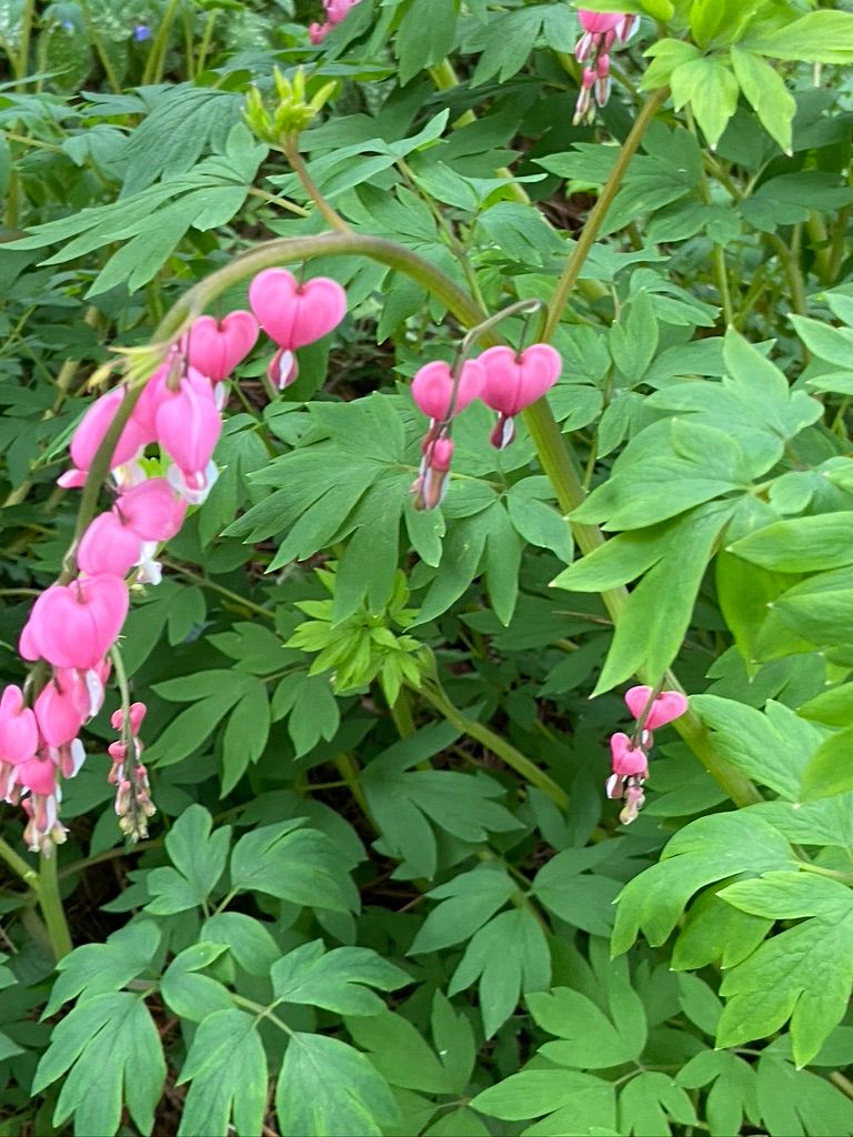 DICENTRA spectabilis