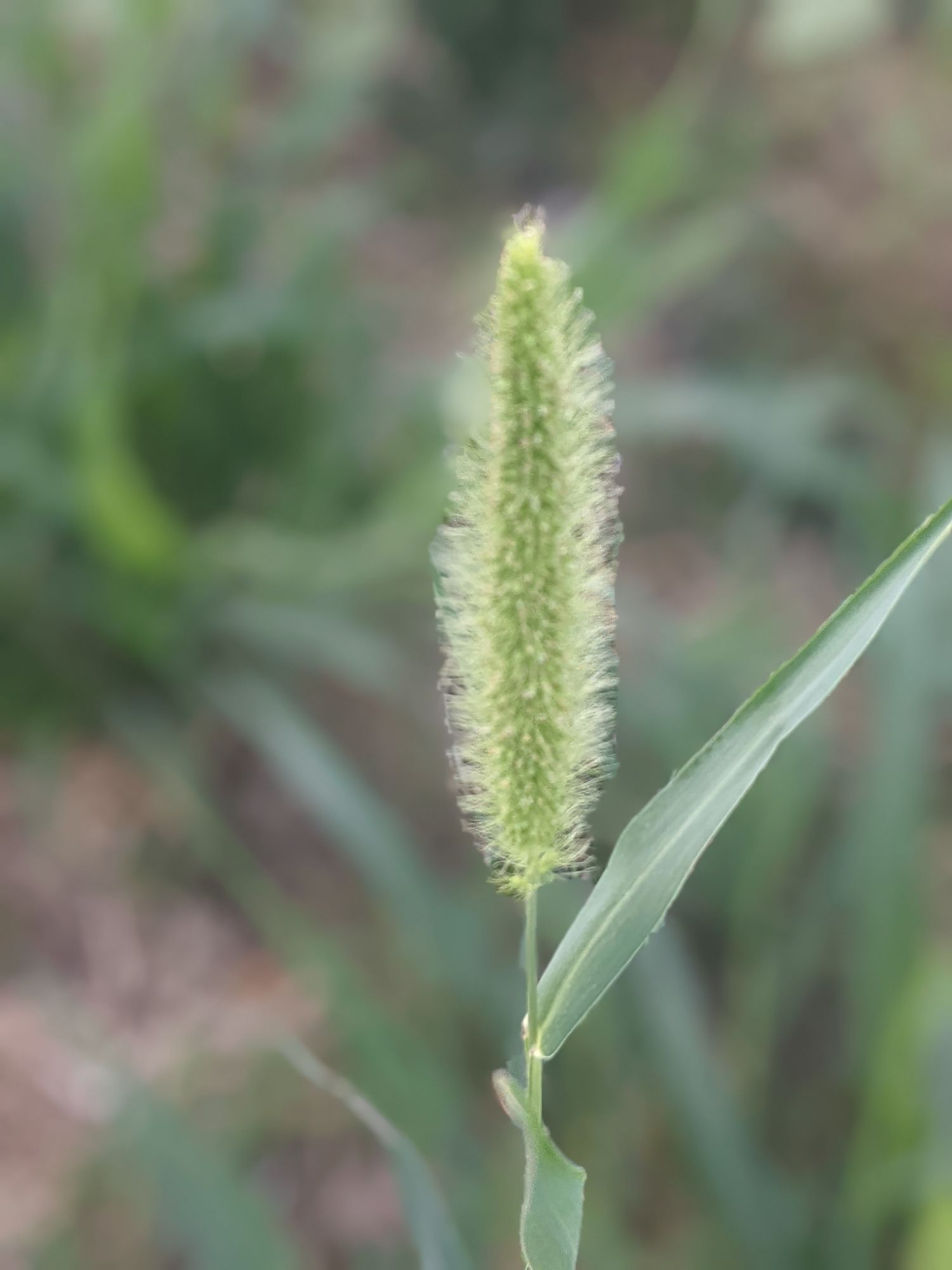 ORNAMENTAL GRASS