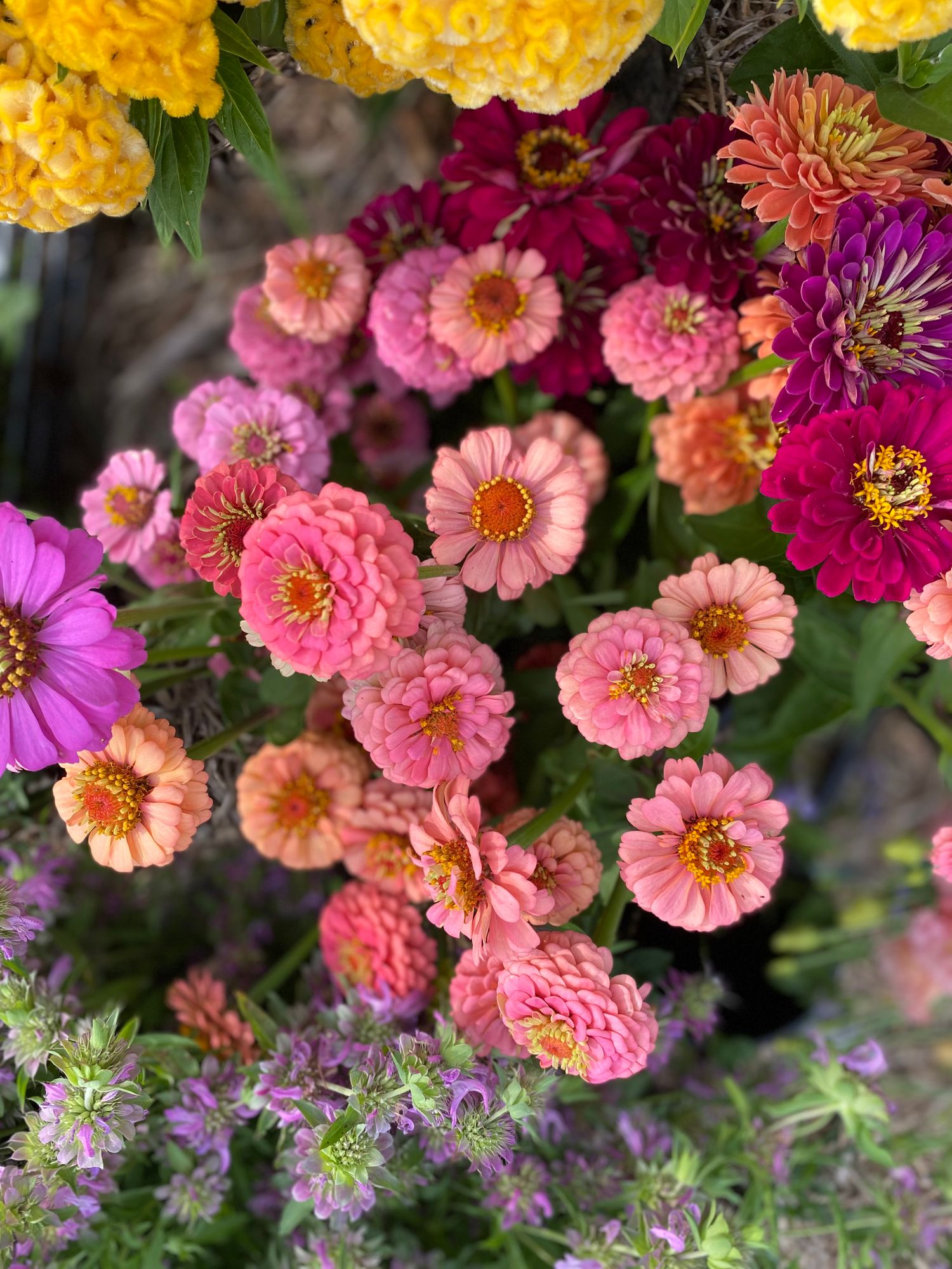 ZINNIA