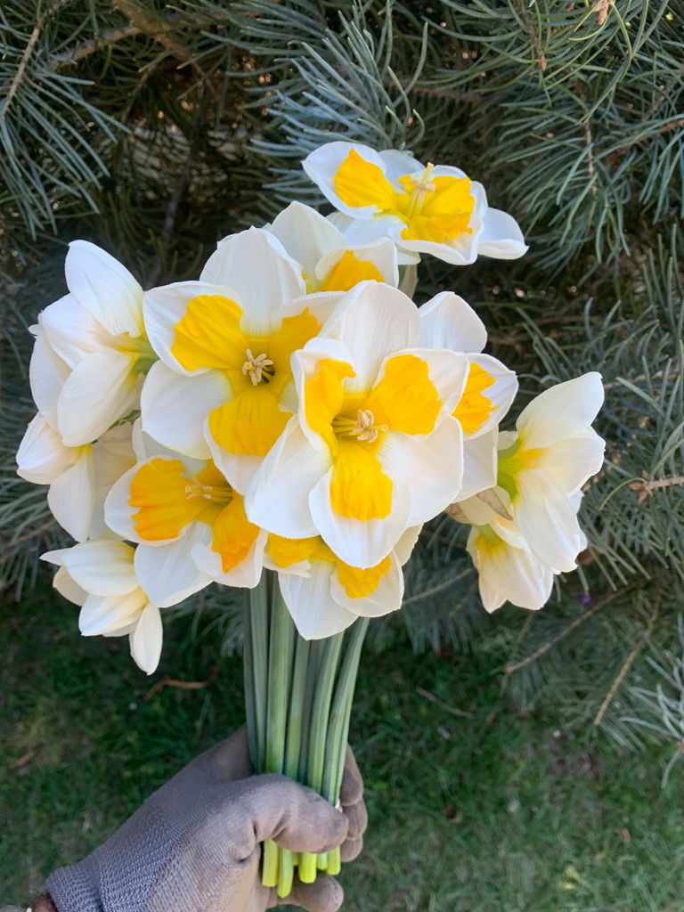 NARCISSUS