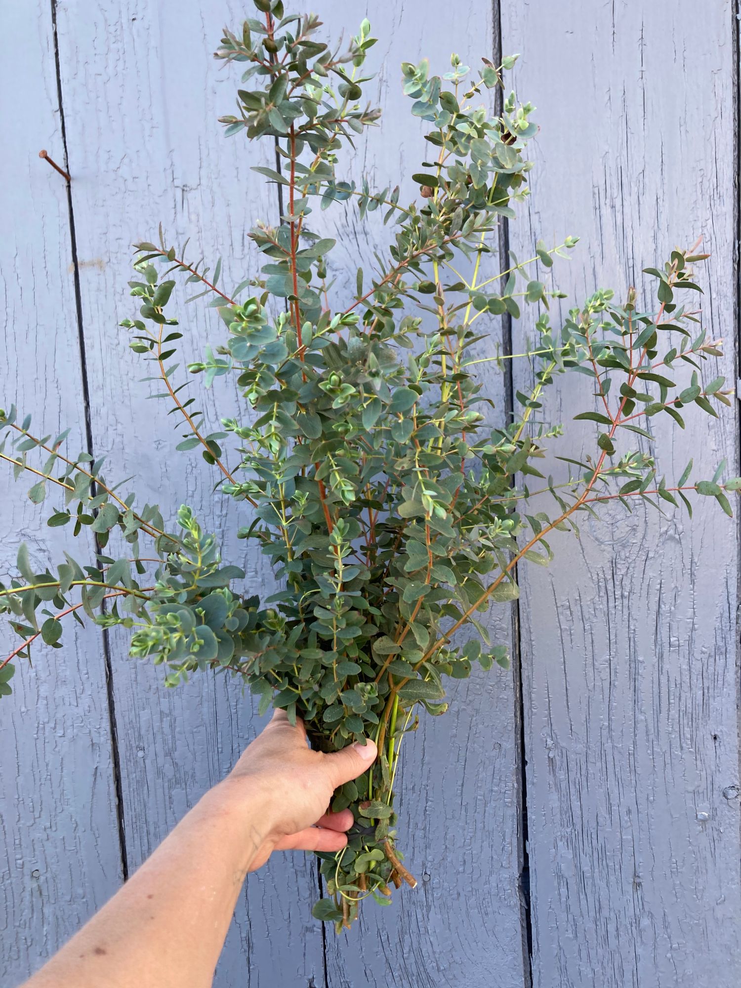 EUCALYPTUS parvula