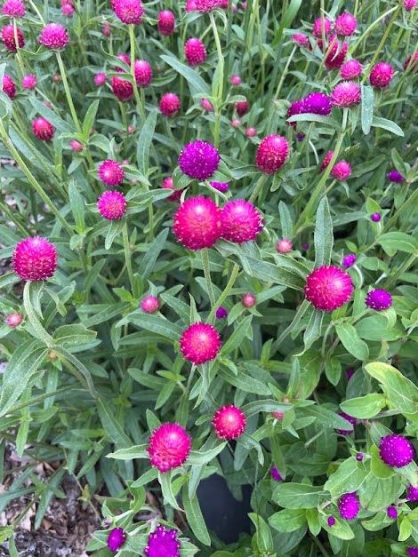 GOMPHRENA haageana