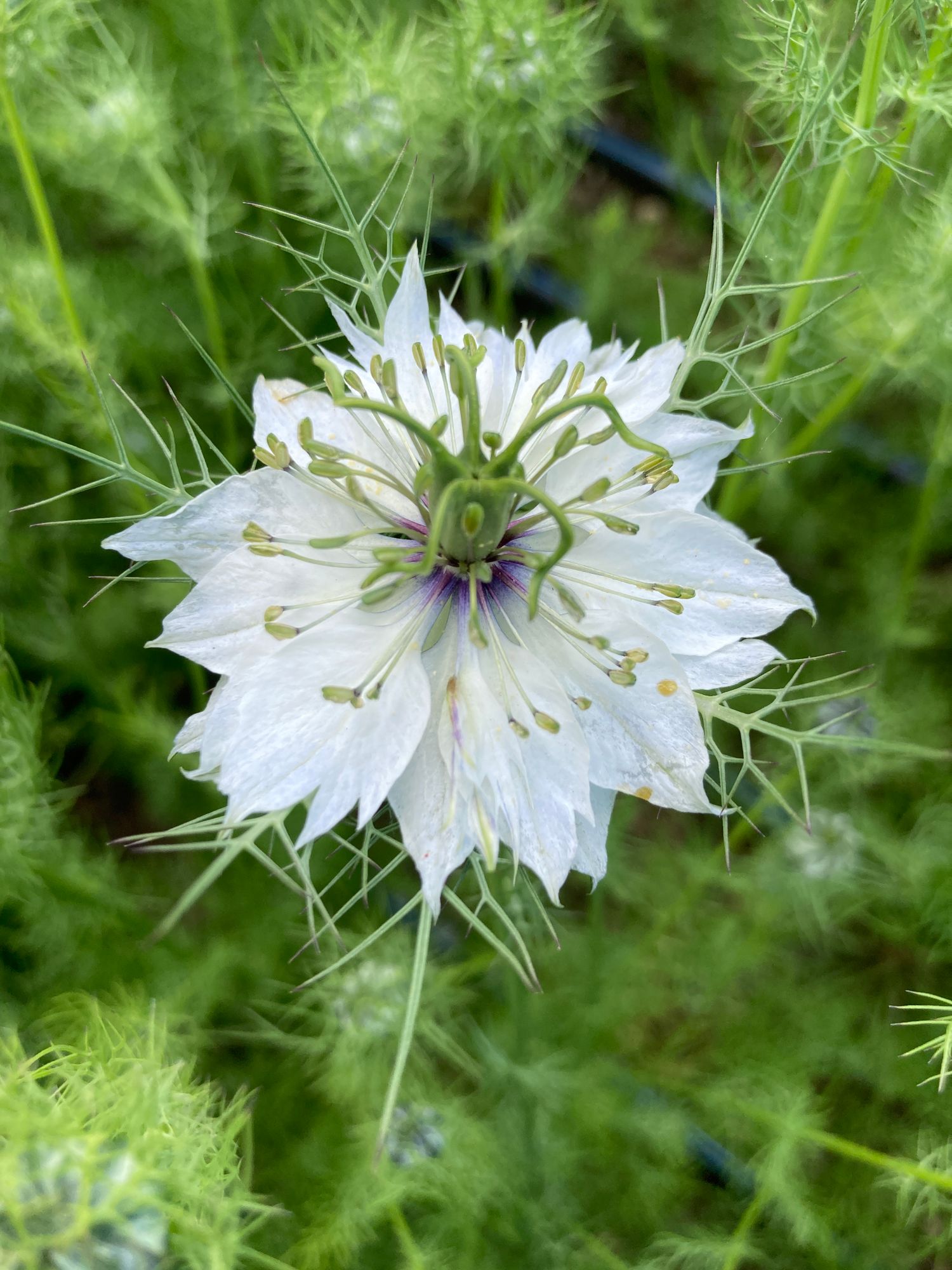 NIGELLA damascena Miss Jekyll