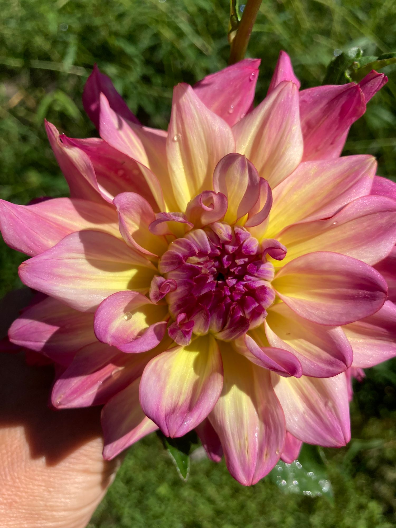 DAHLIA Bahama Mama