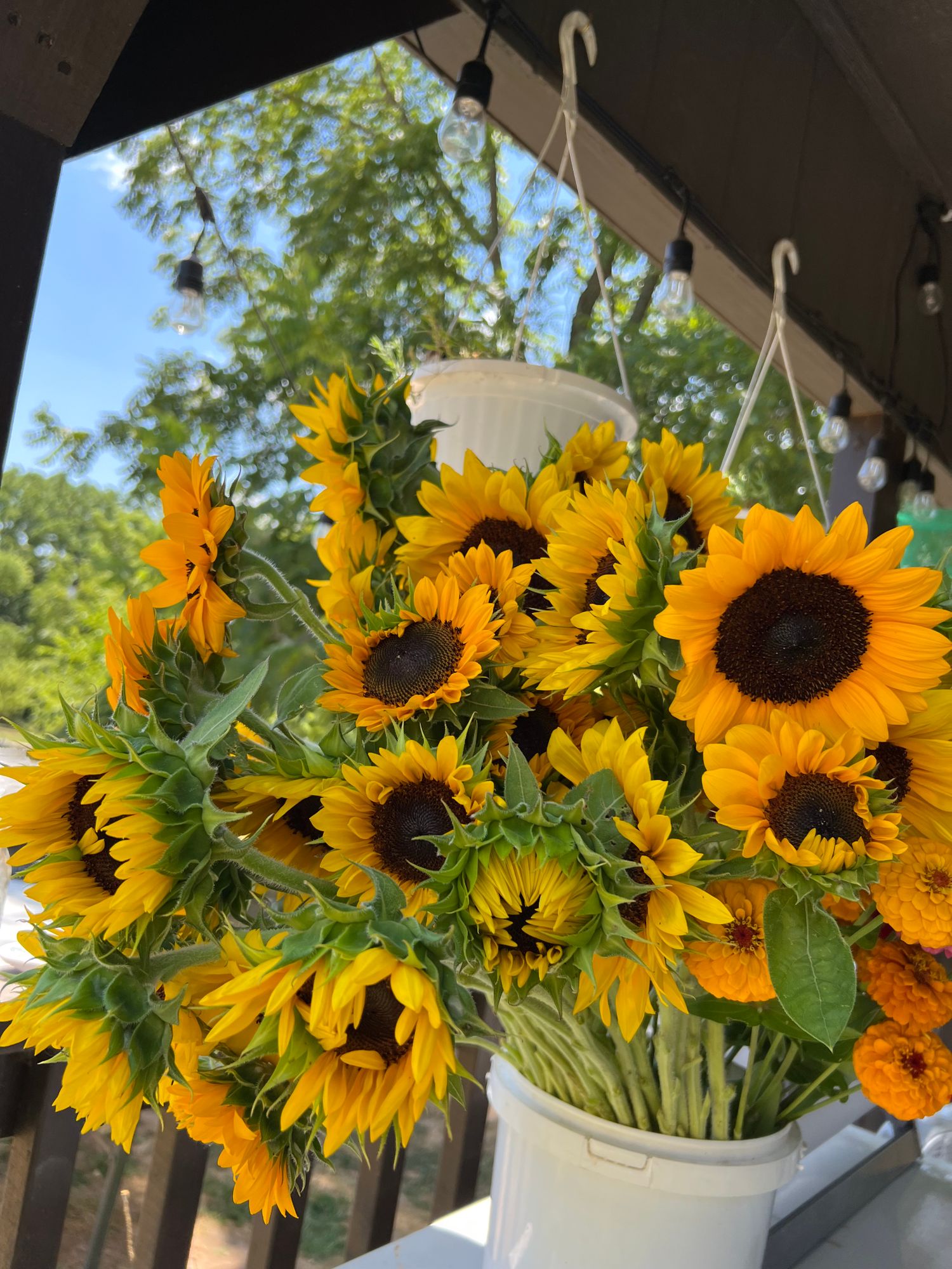 HELIANTHUS annuus ProCut