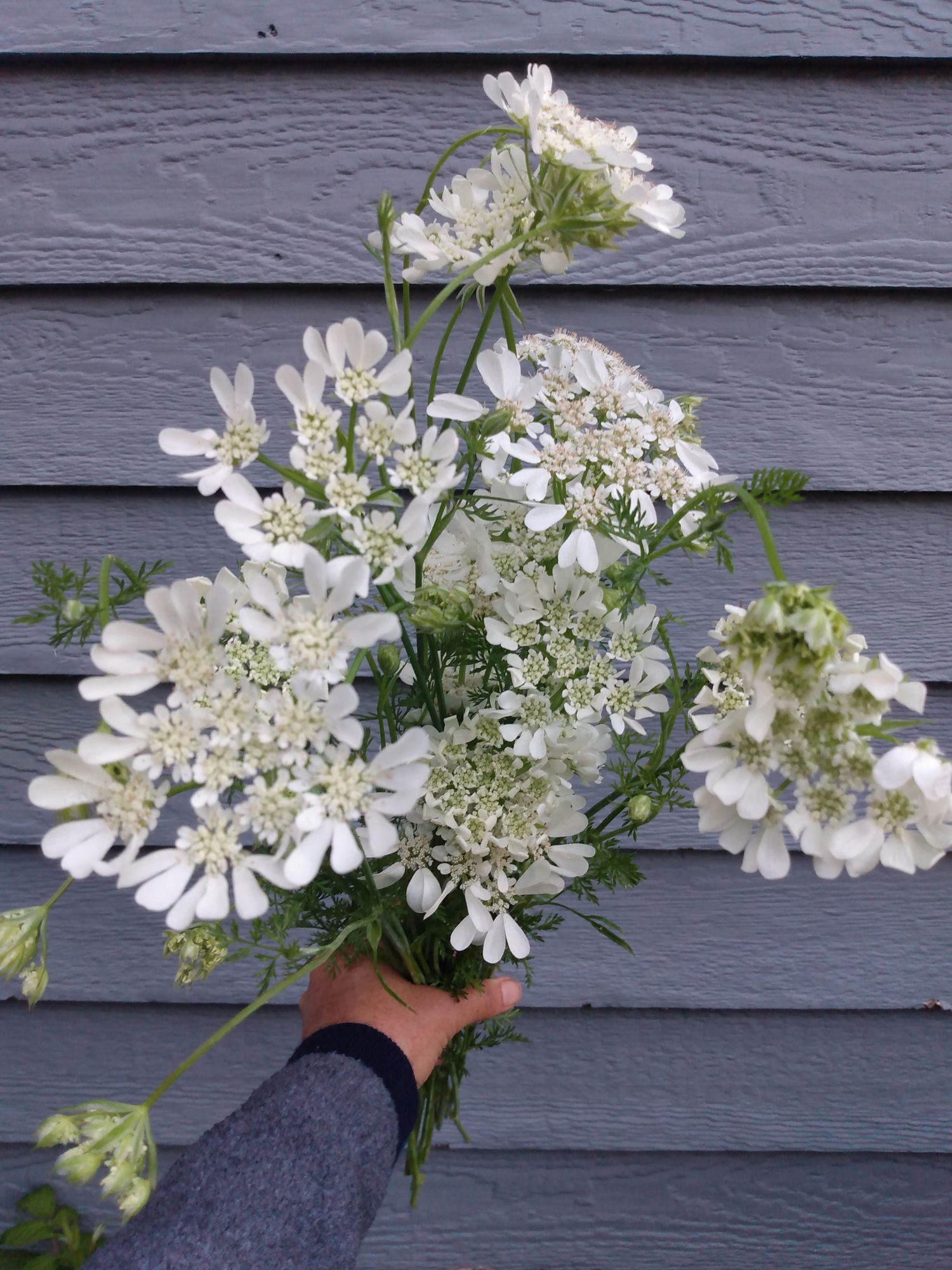 ORLAYA grandiflora