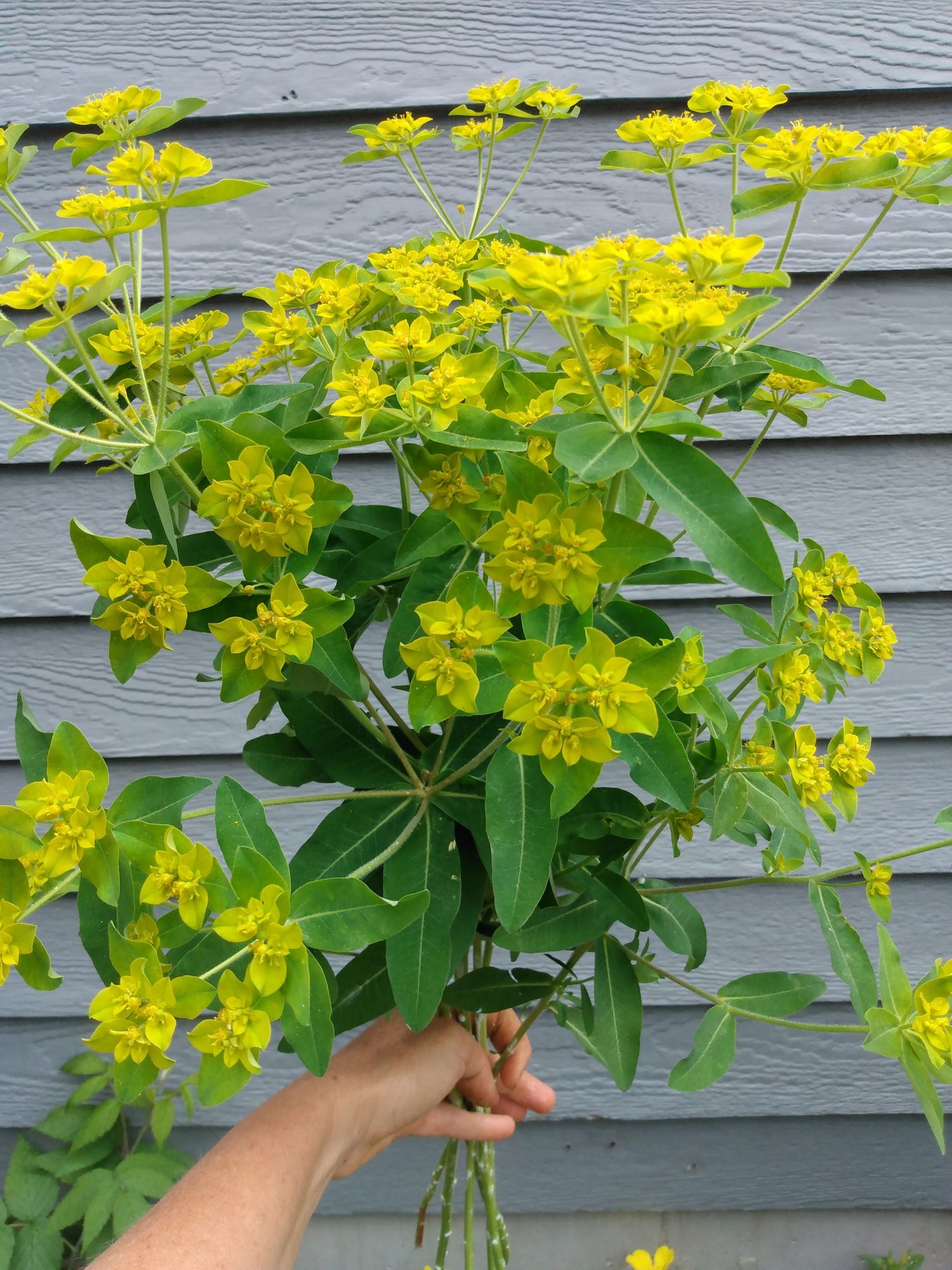 EUPHORBIA oblongata