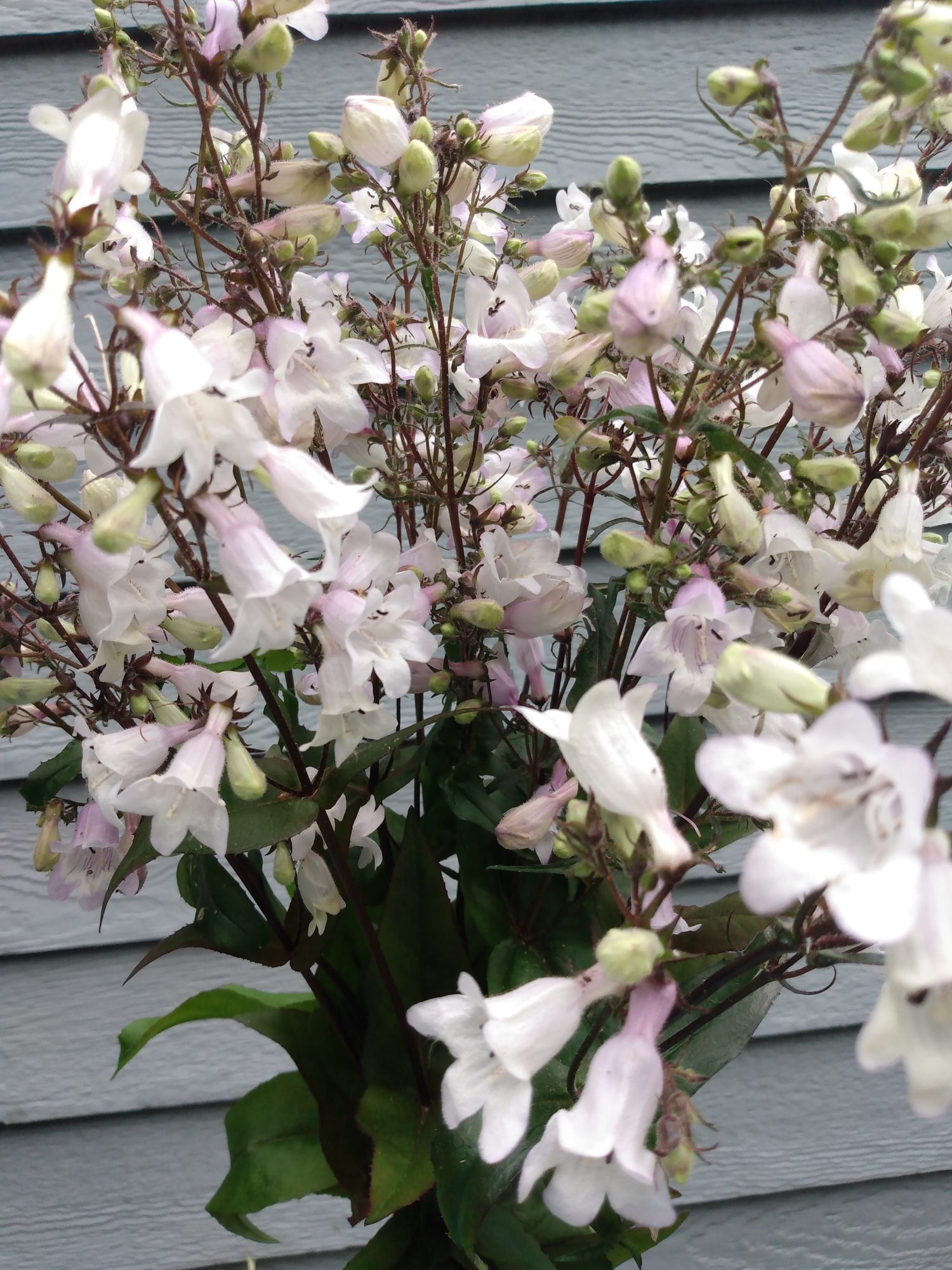 PENSTEMON digitalis Husker's Red
