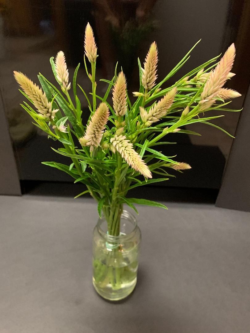 CELOSIA argentea spicata Flamingo Feather