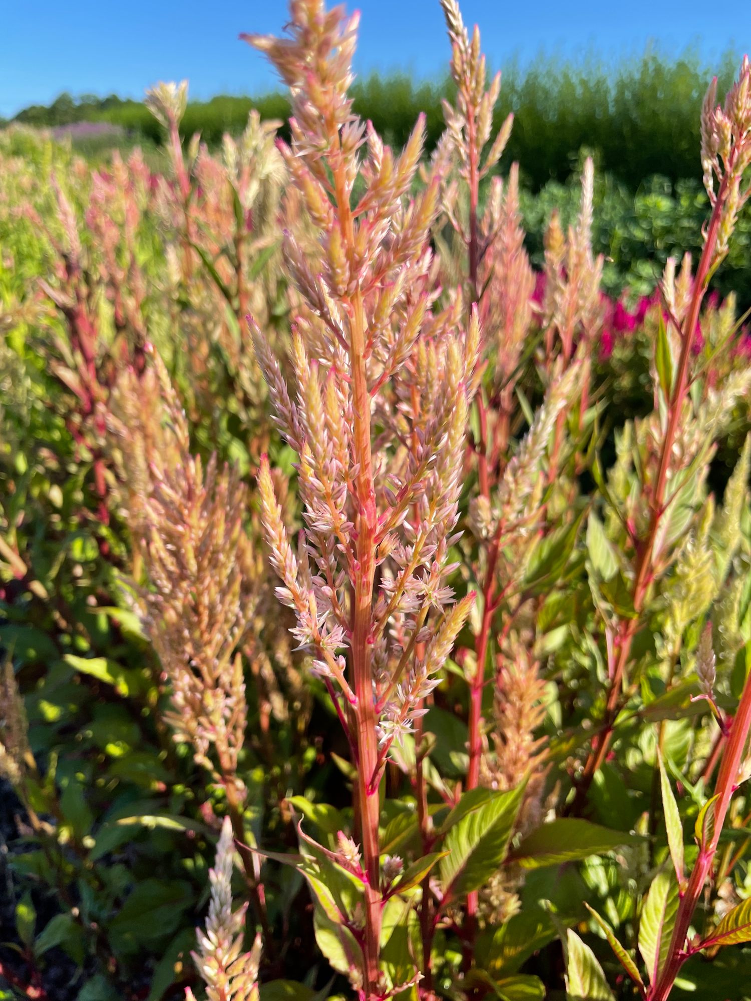 CELOSIA argentea var. plumosa