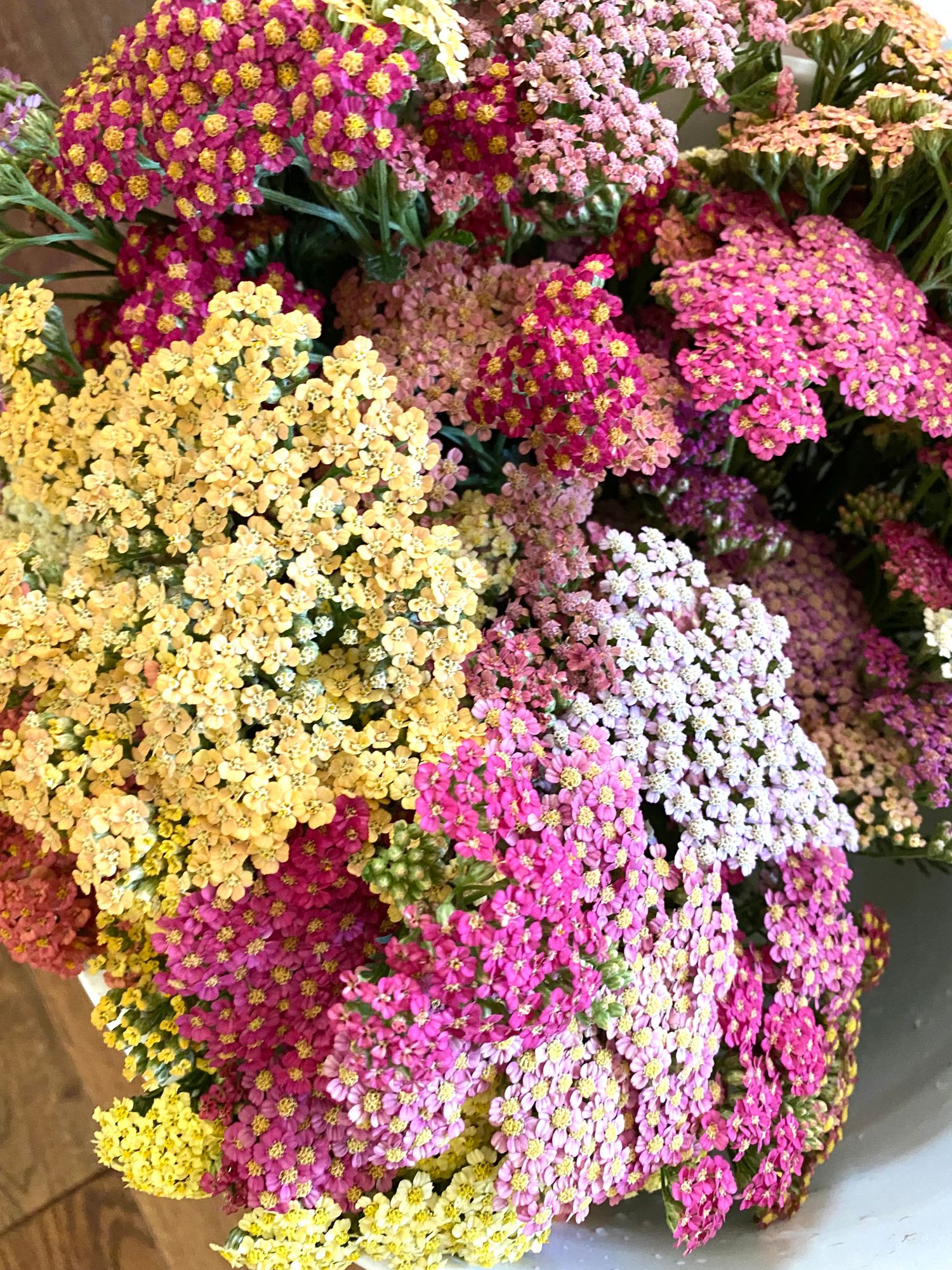 ACHILLEA millefolium