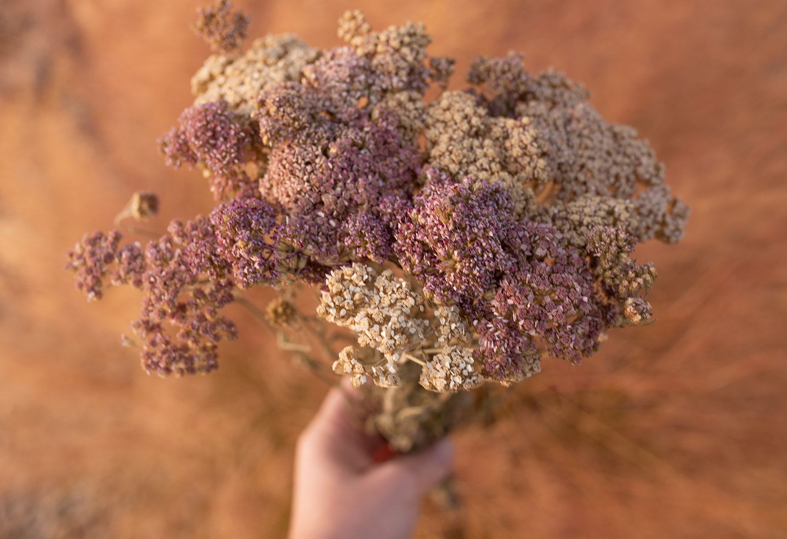 Dried Yarrow Bunch