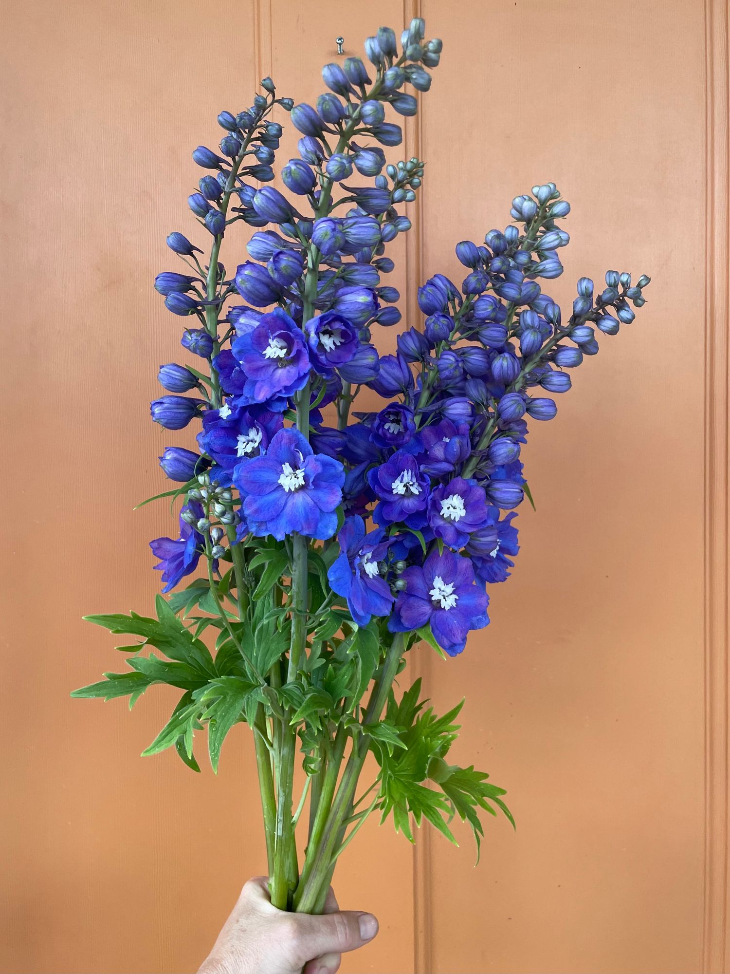 DELPHINIUM elatum Guardian