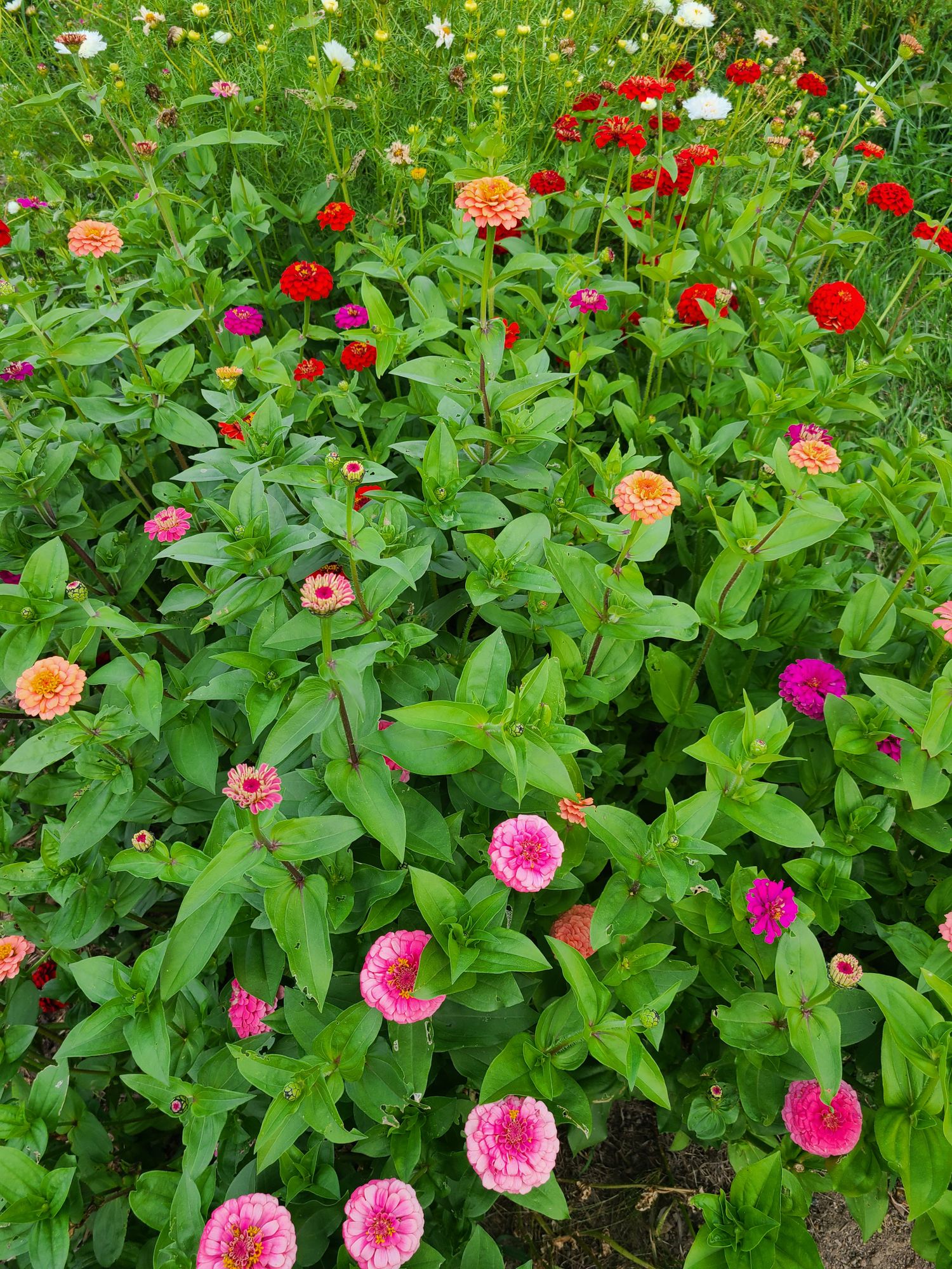 ZINNIA elegans Sunbow