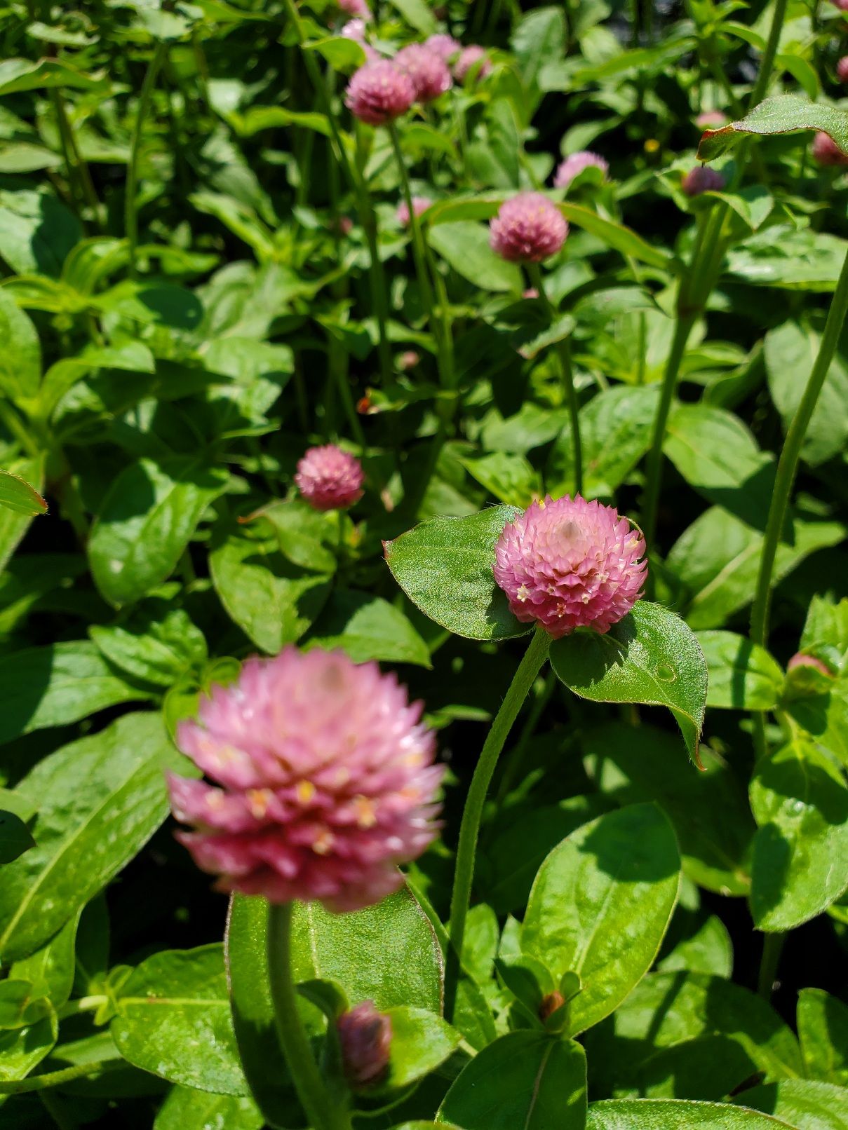 GOMPHRENA globosa Raspberry Cream