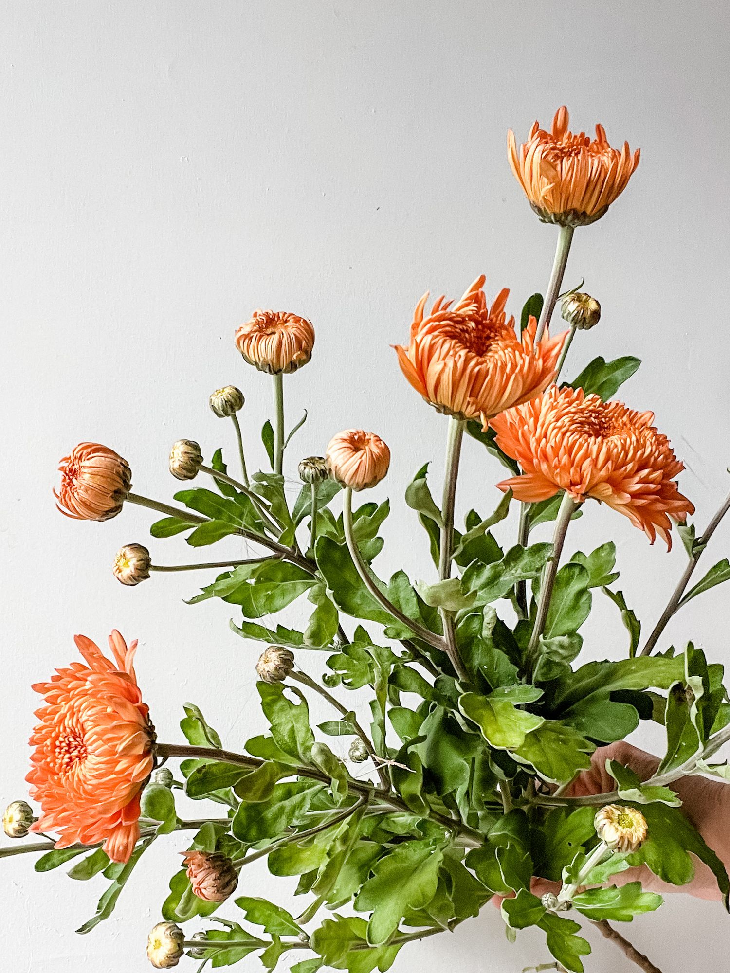 CHRYSANTHEMUM