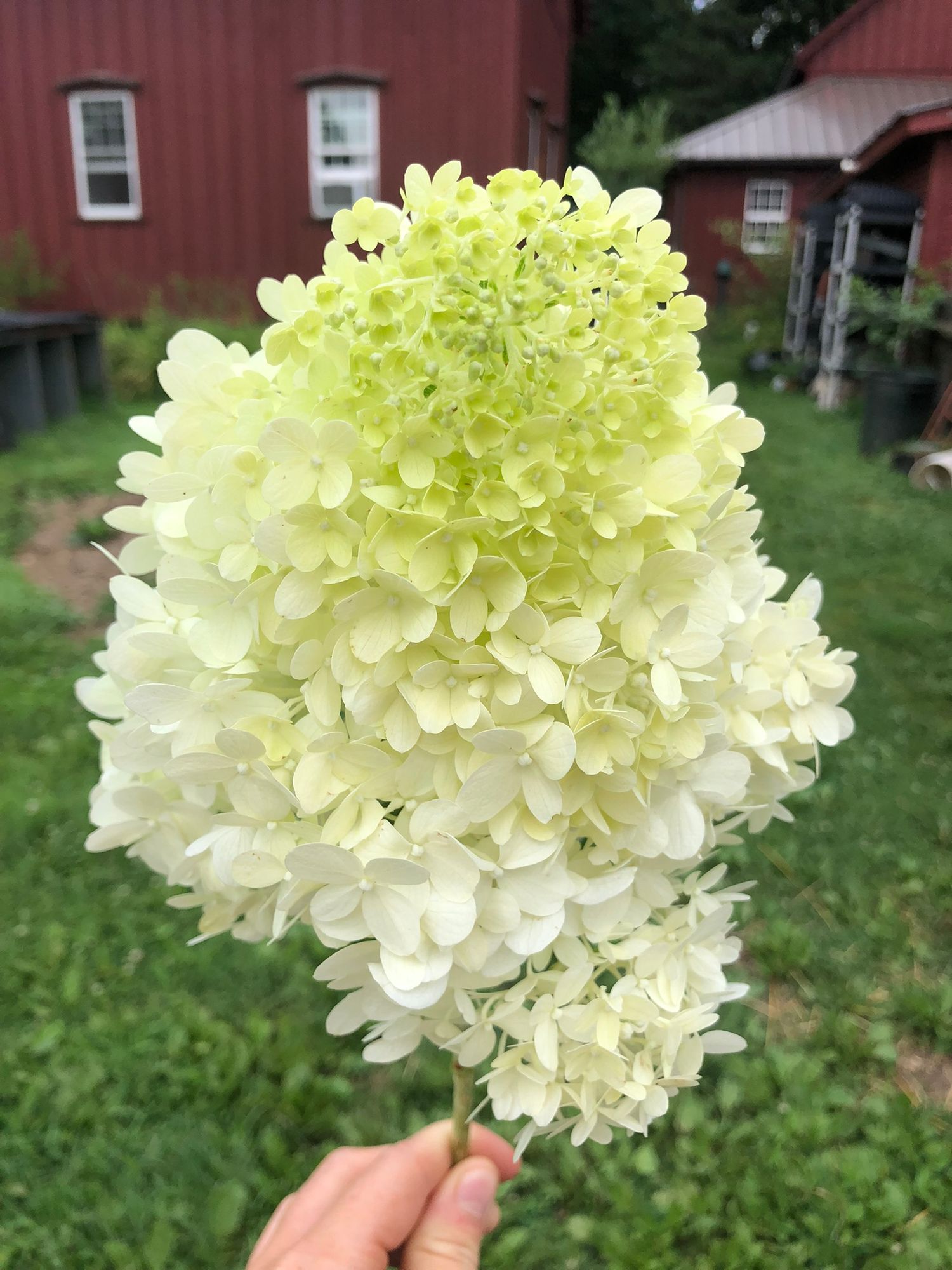 HYDRANGEA paniculata