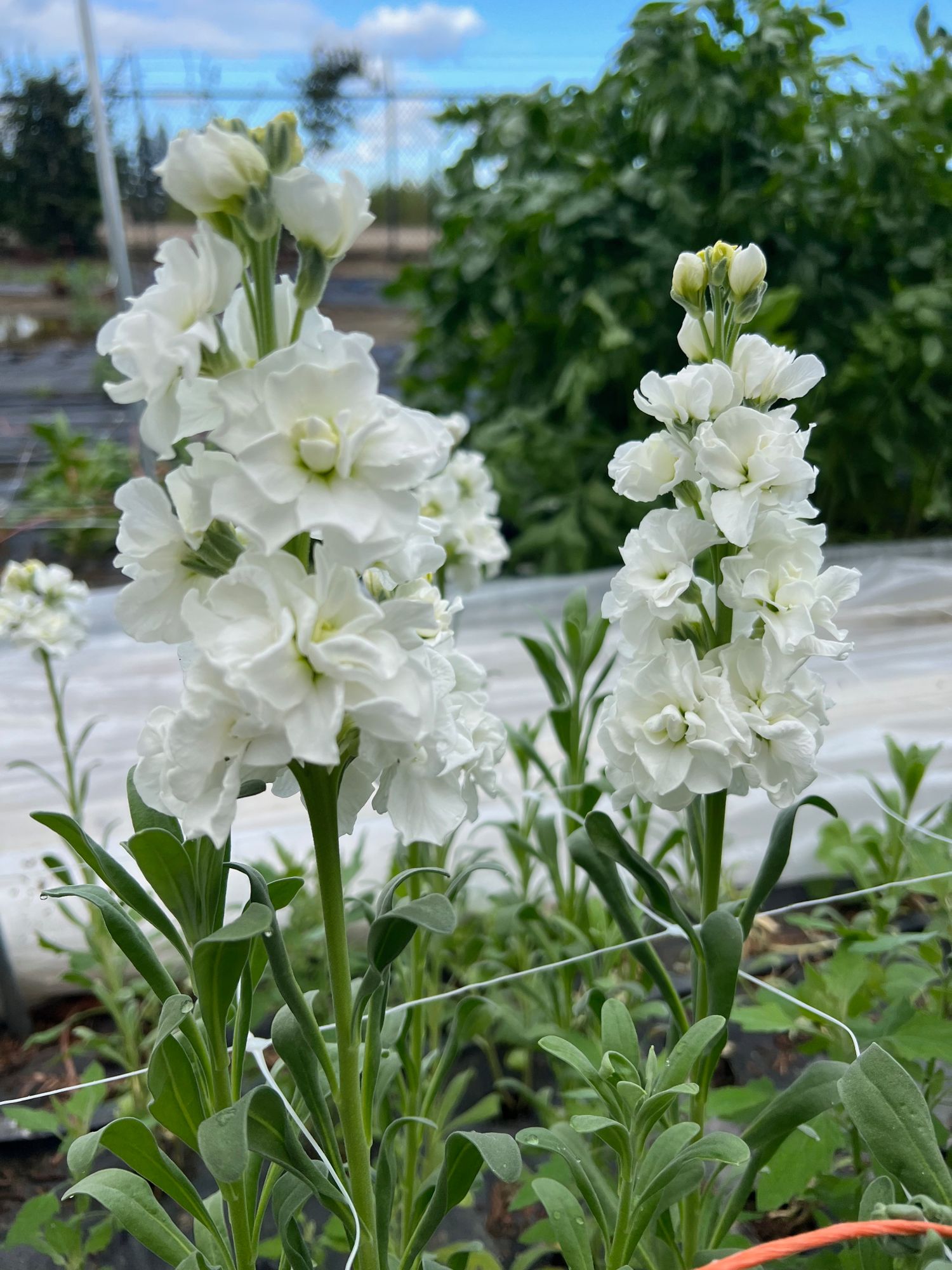 MATTHIOLA incana Iron
