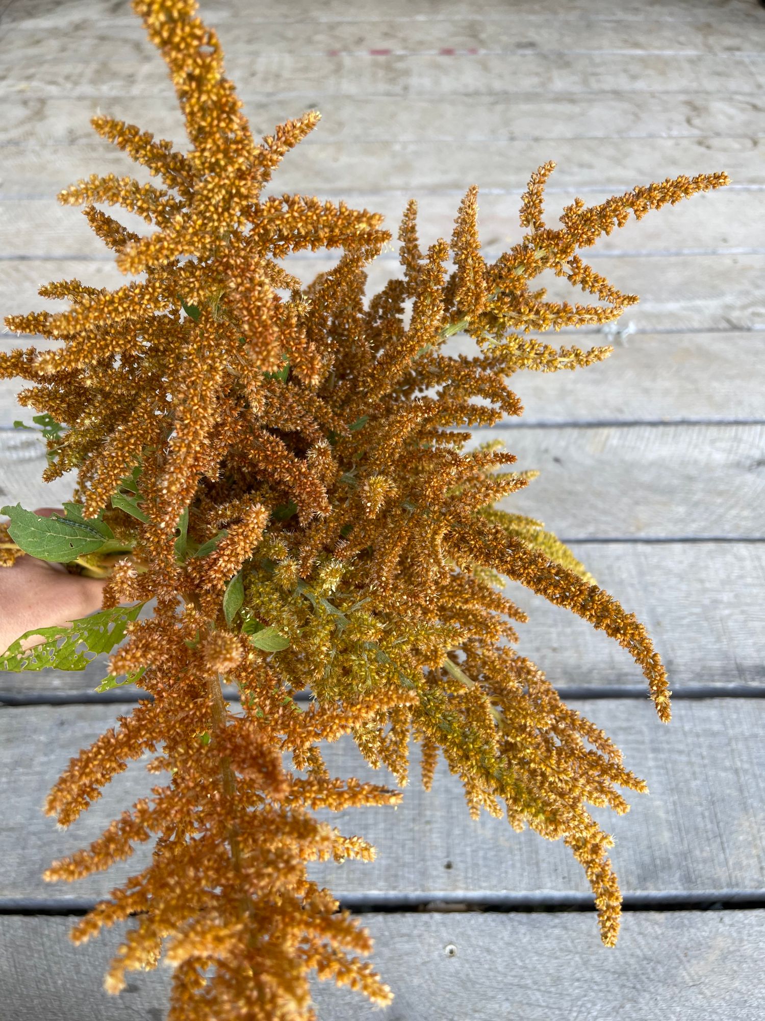AMARANTHUS cruentus Hot Biscuits