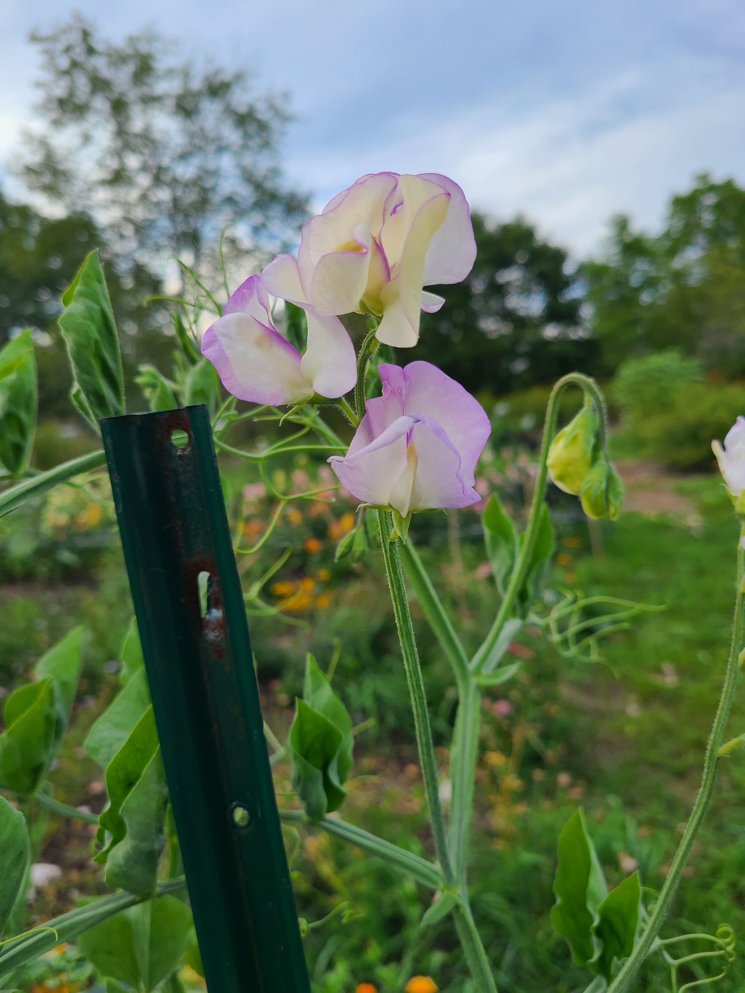 LATHYRUS odoratus Kings High Scent