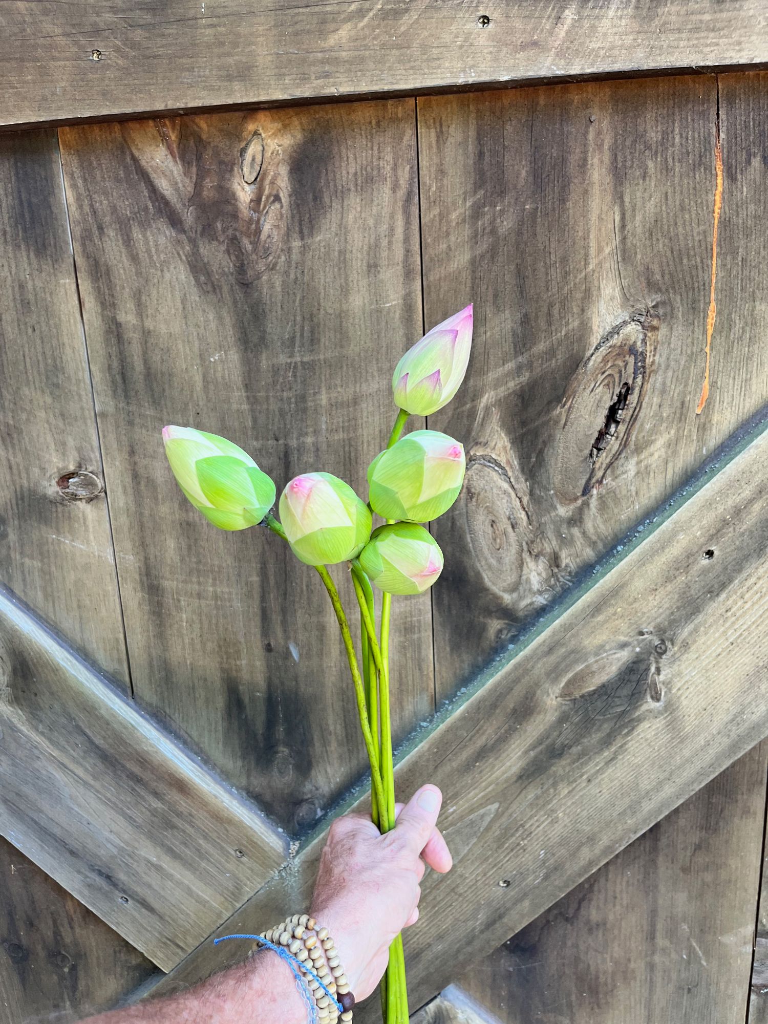 NELUMBO